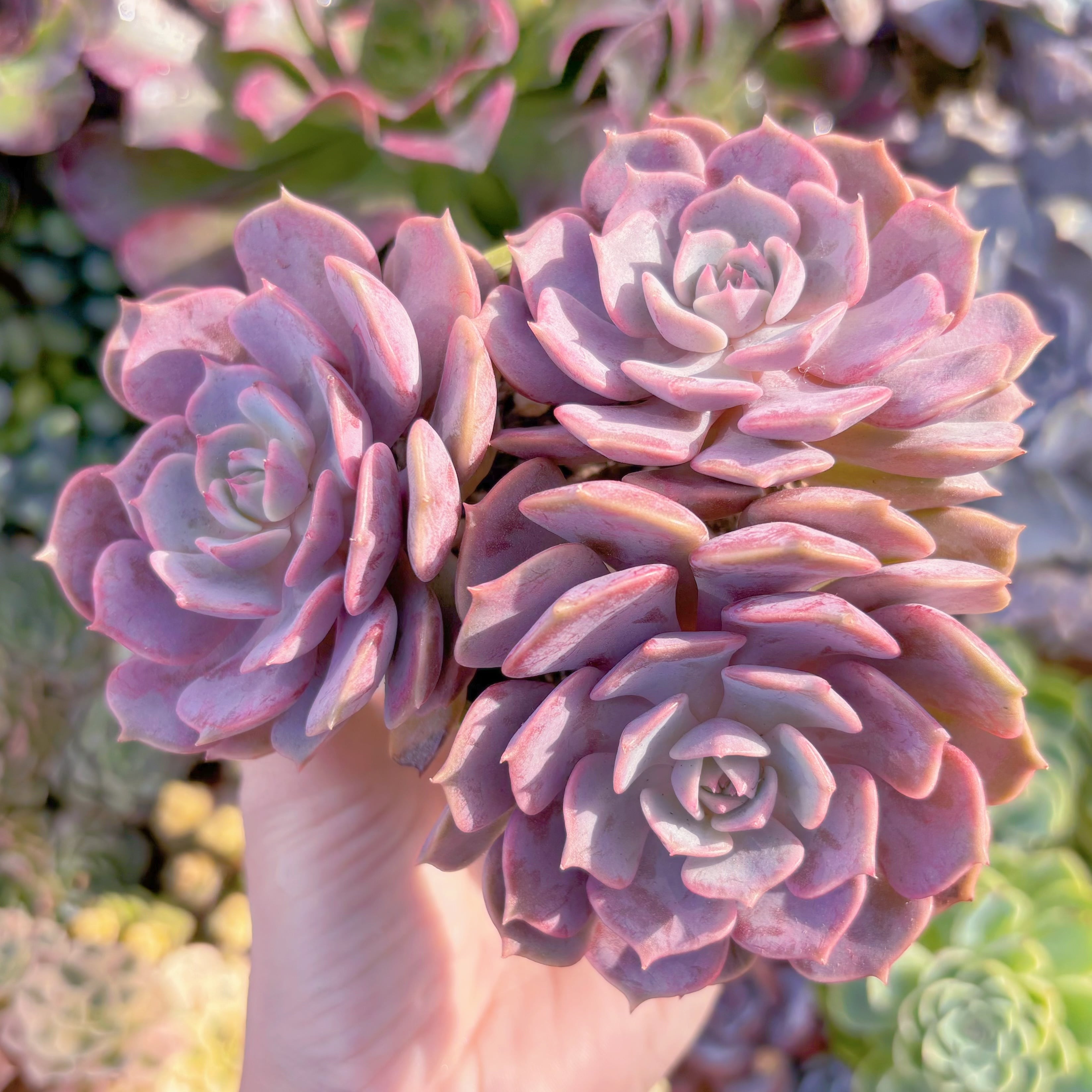 多肉植物　ピンクローラ　群生　在庫僅少　新入荷　るる農園