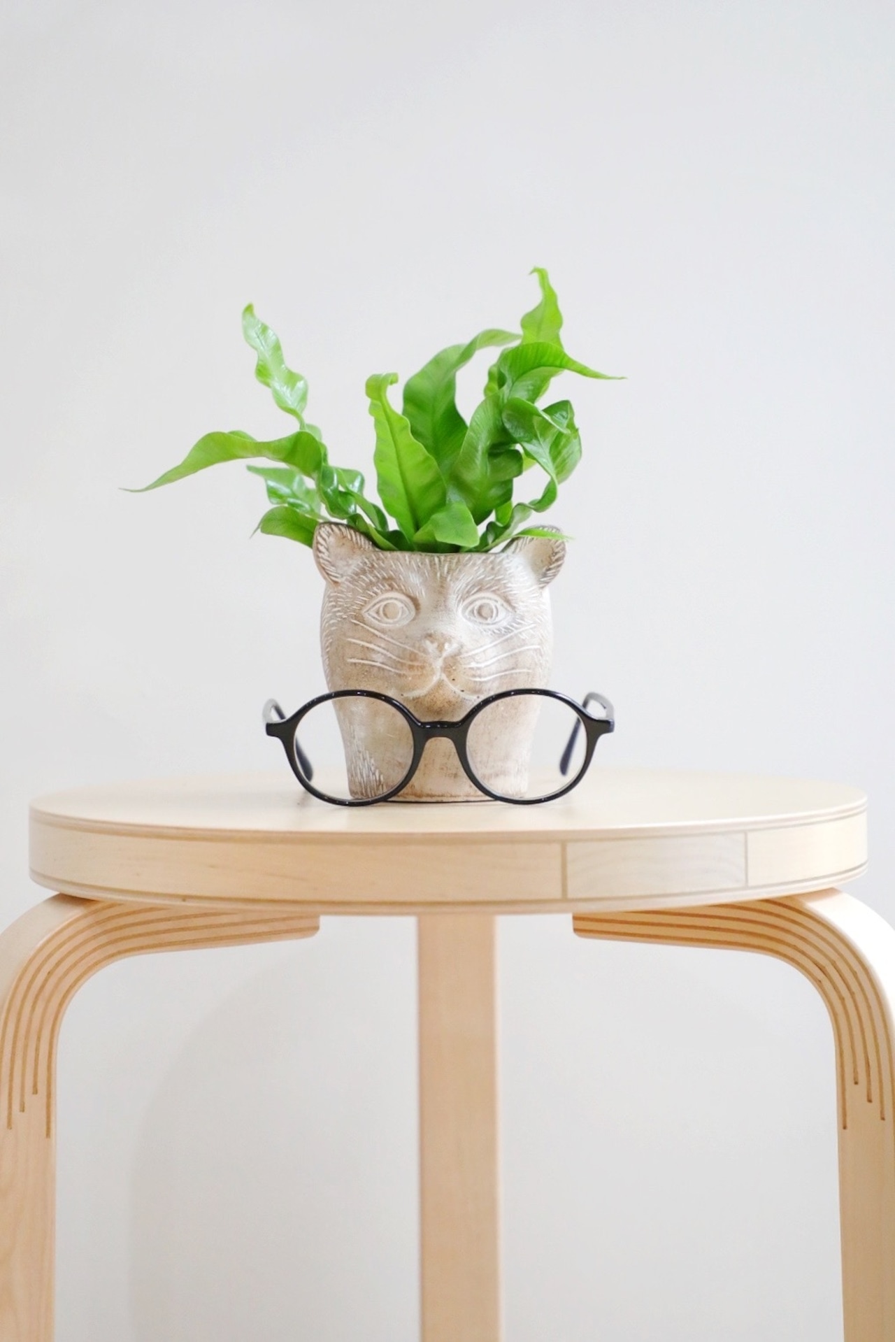 【S】アスプレニウム エメラルドウェーブ/Asplenium