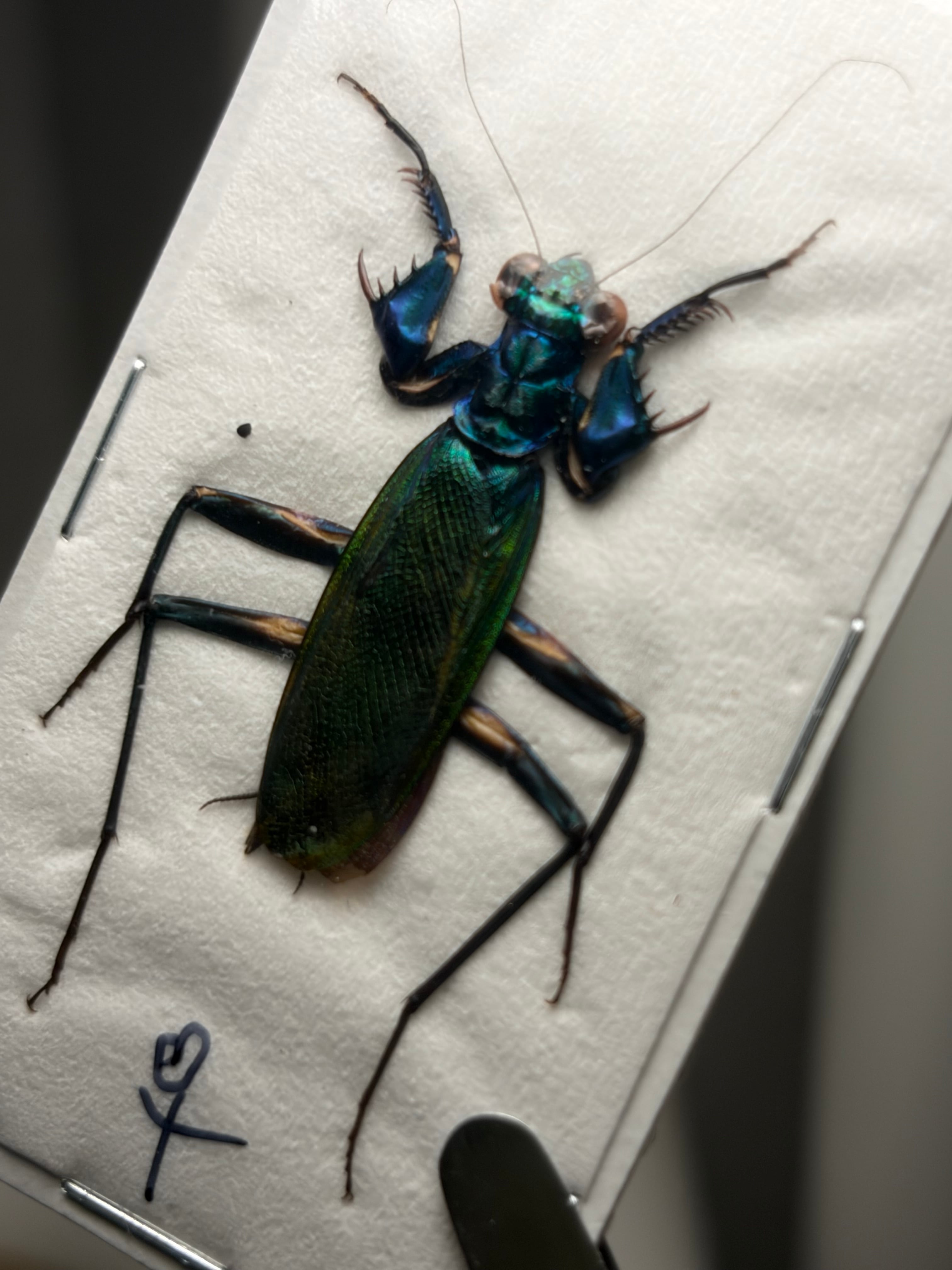 ♀45mm】ギガンテウスシワバネクワガタ 昆虫標本 ニジイロクワガタ