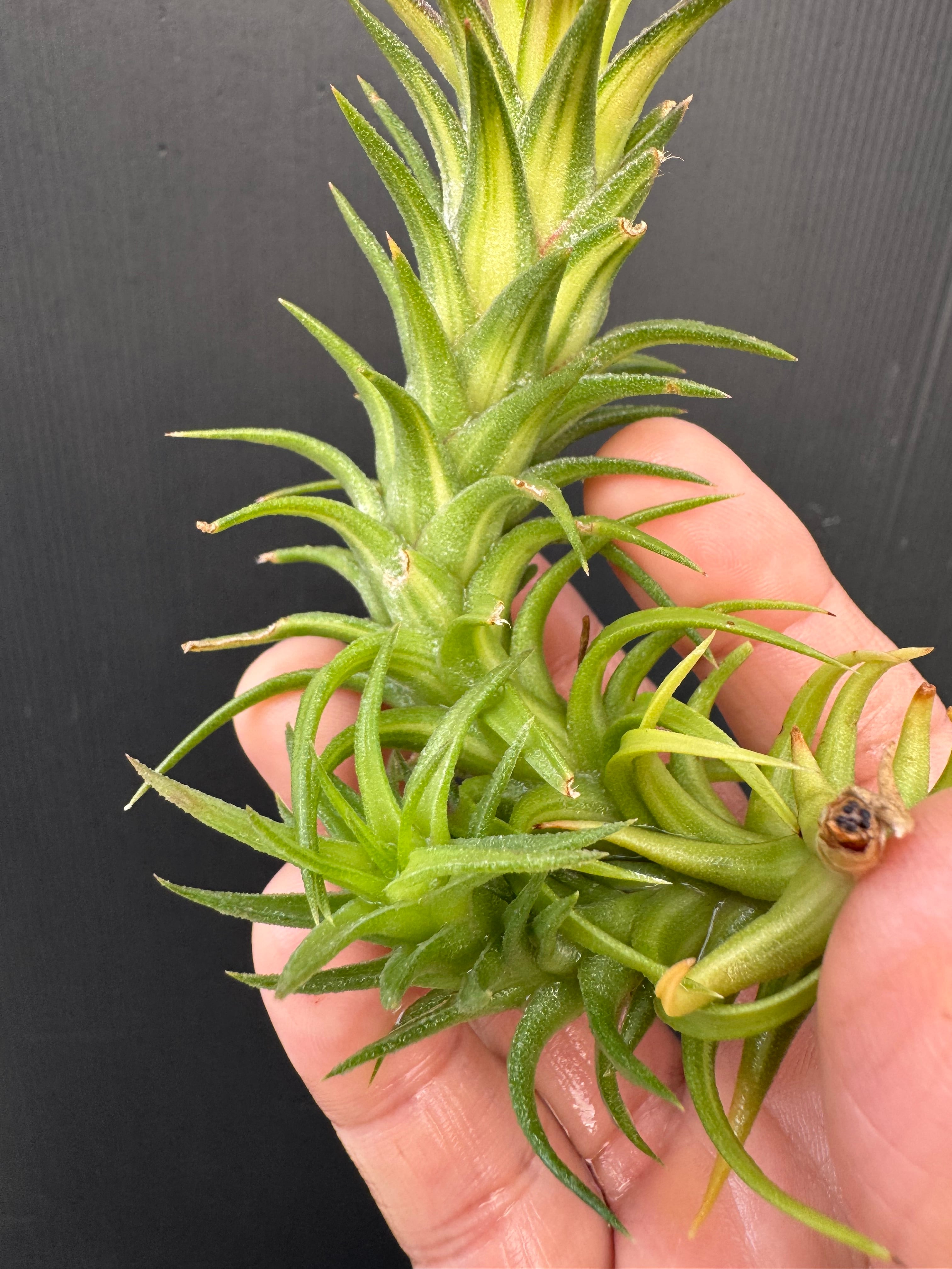 イオナンタ バンハイニンギー バリエガータ ionantha v. vanhyningii