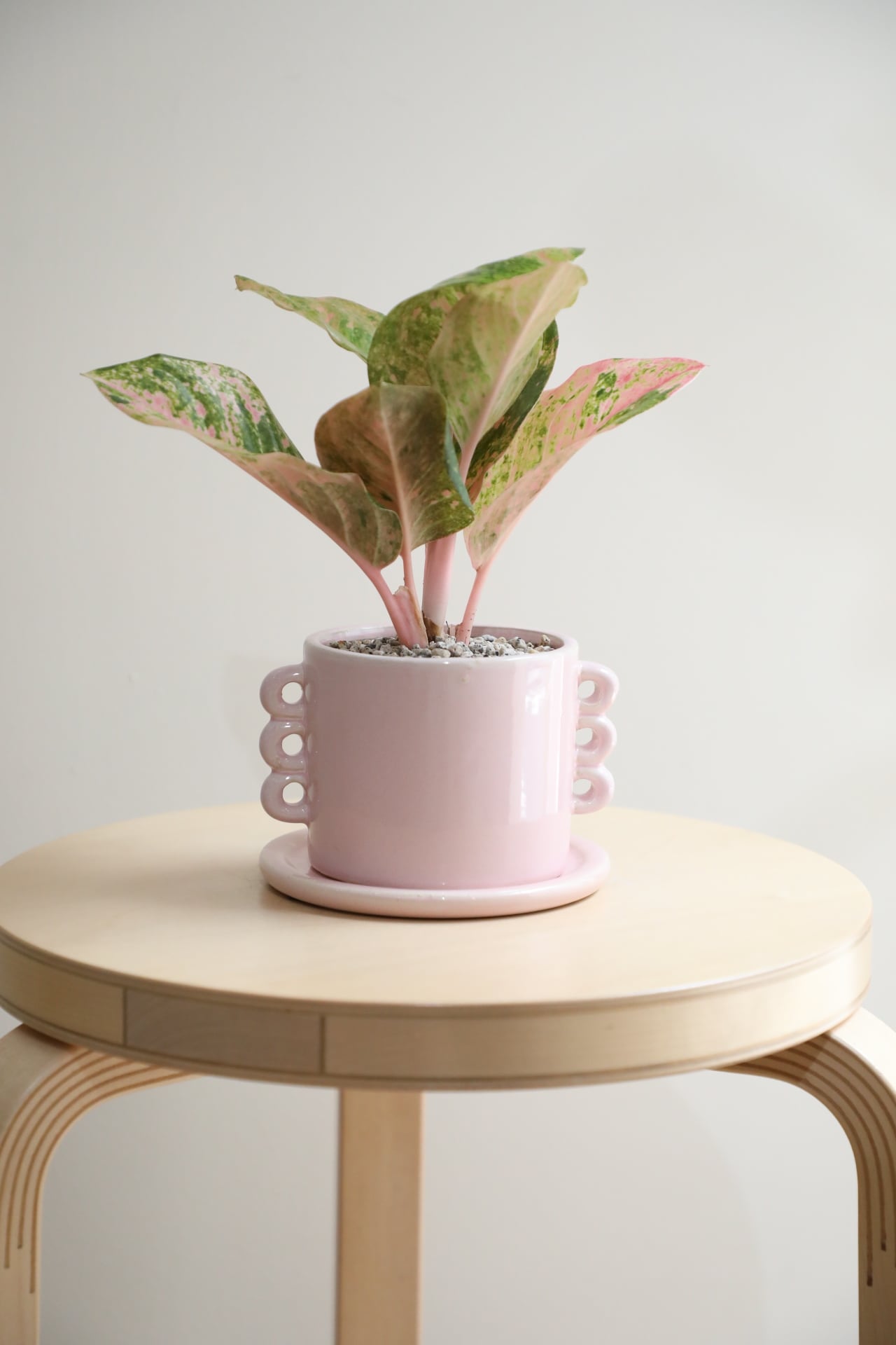 M】アグラオネマ ピンクイメリタスローズ/Aglaonema | 【厳選植物・器