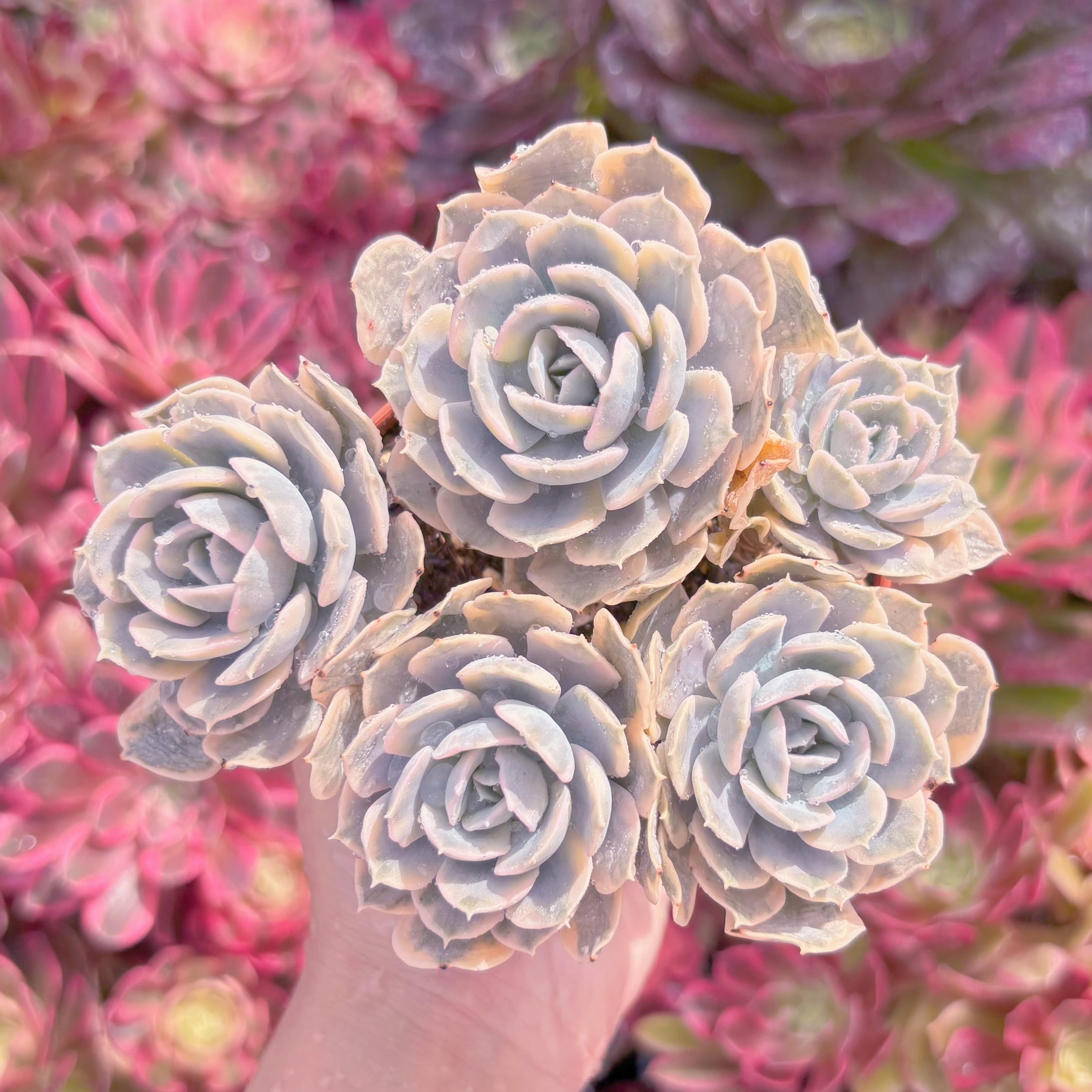 現品　ルヨンニー錦#M219　群生　新入荷　るる農園