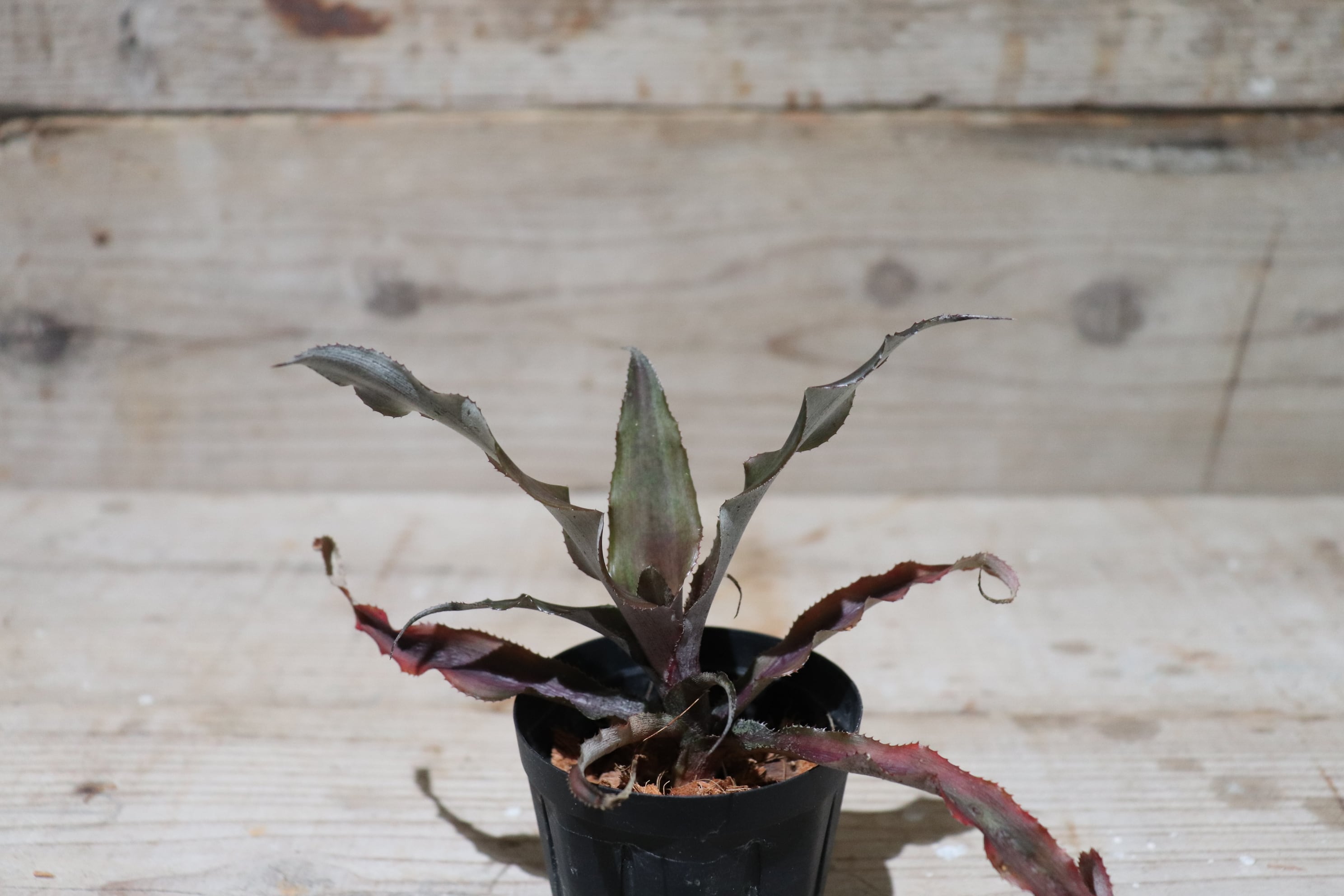 Request】Cryptanthus 'Black Magic'〔クリプタンサス〕現品発送CR006