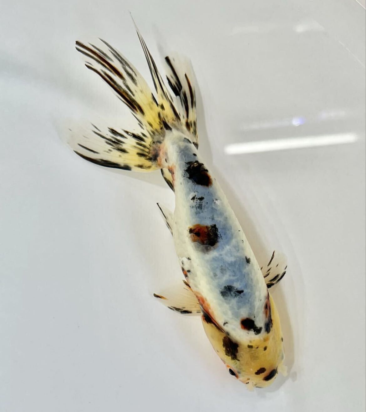 吉野養魚場産 京錦 一点物 金魚 約16cm