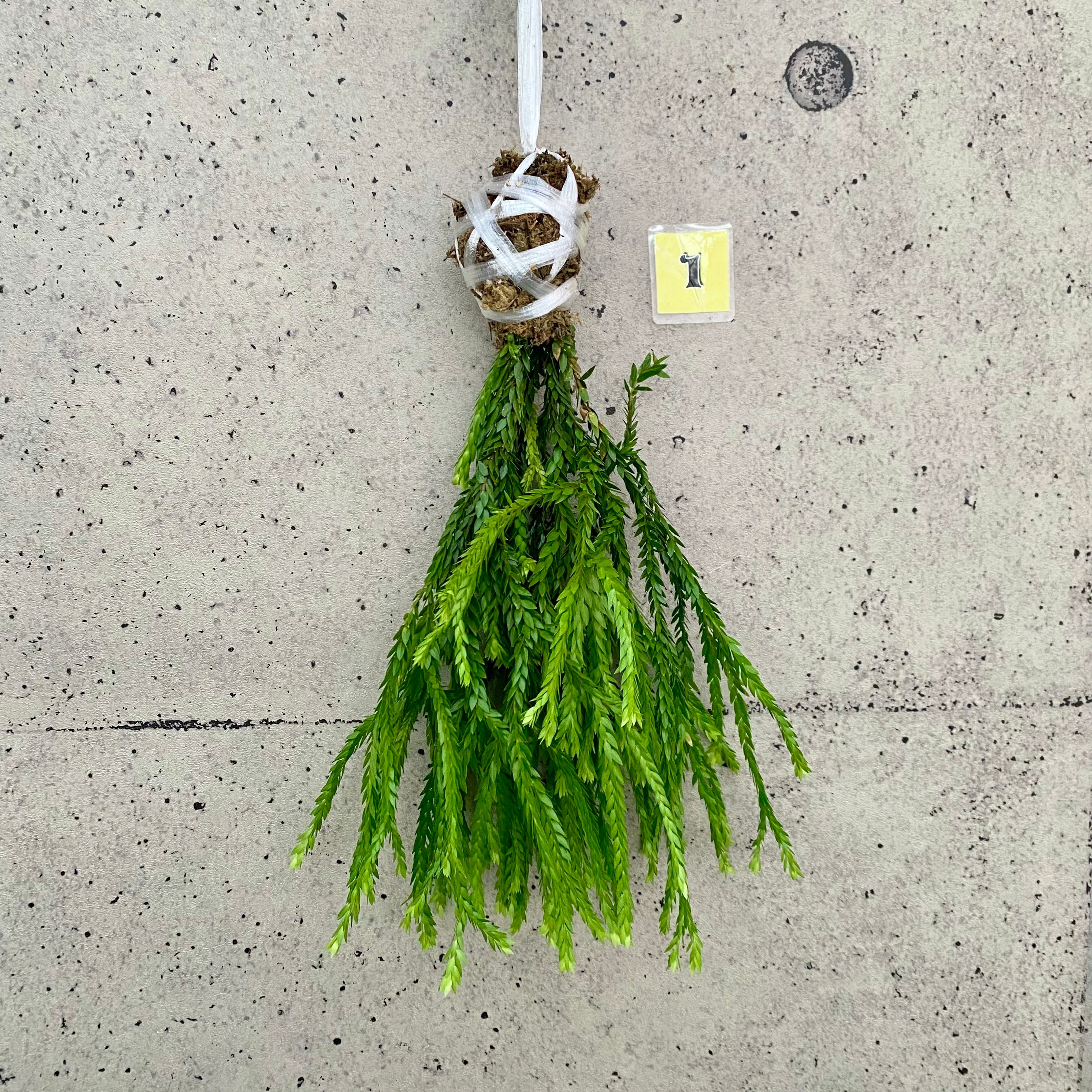 Planet Plants プラネットプランツ