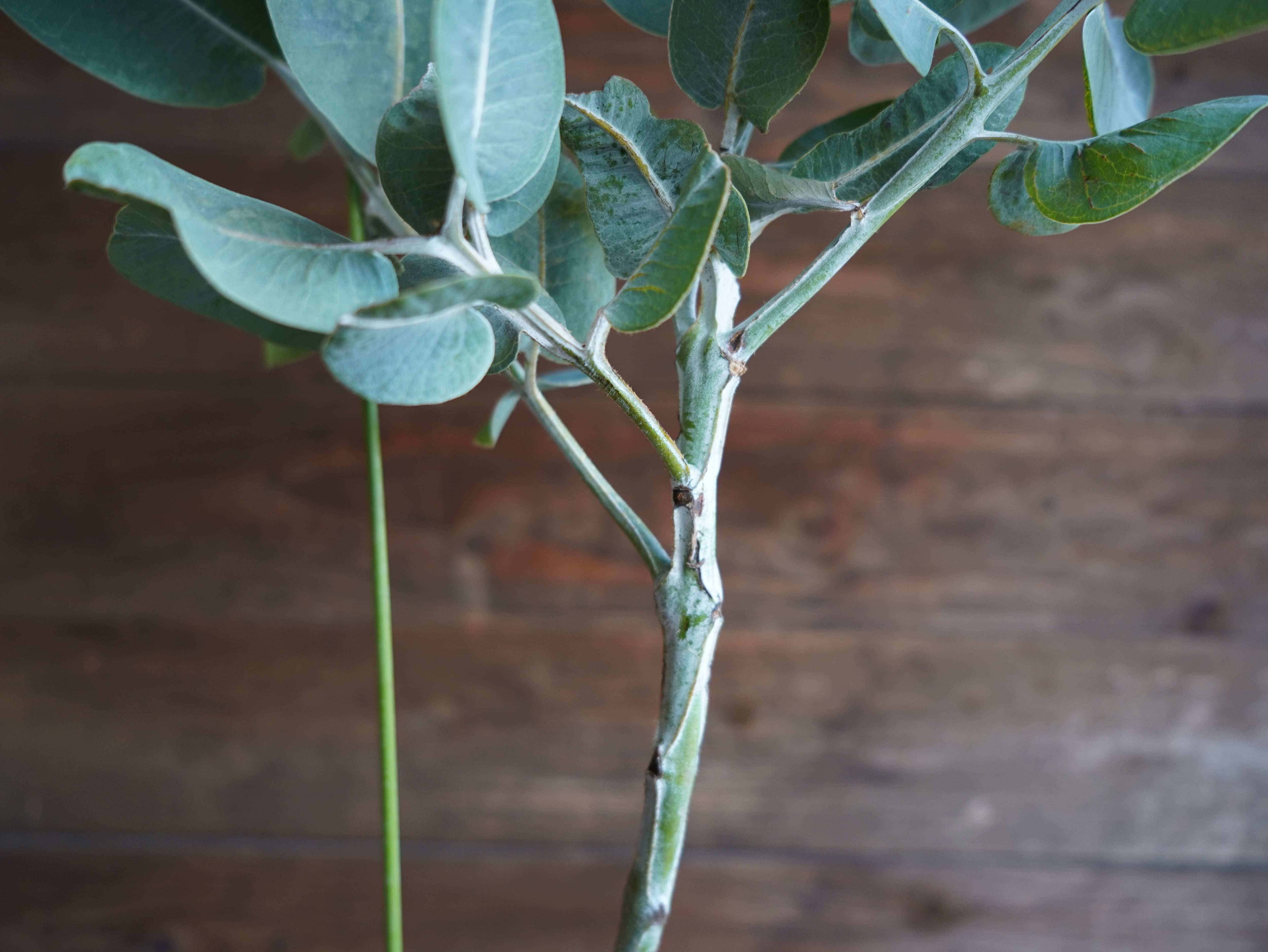 【現物】ユーカリ　”プレウロカルパ”　A