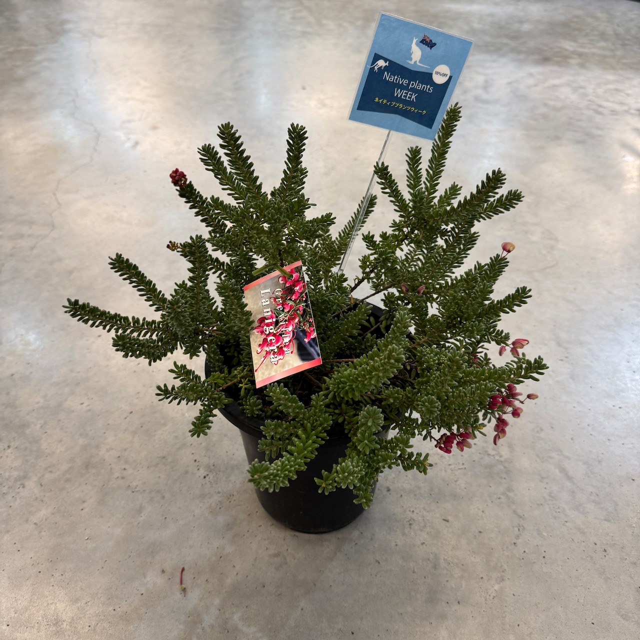 グレビレア ラニゲラ【645】