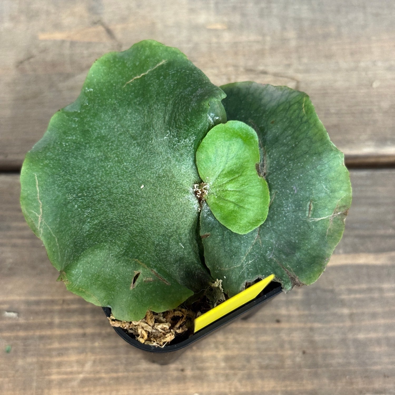 エウレカ【要プロフ参照】様 フォロー割 専用出品 ビカクシダ Platycerium wandae 'Dwarf and Curling'【403