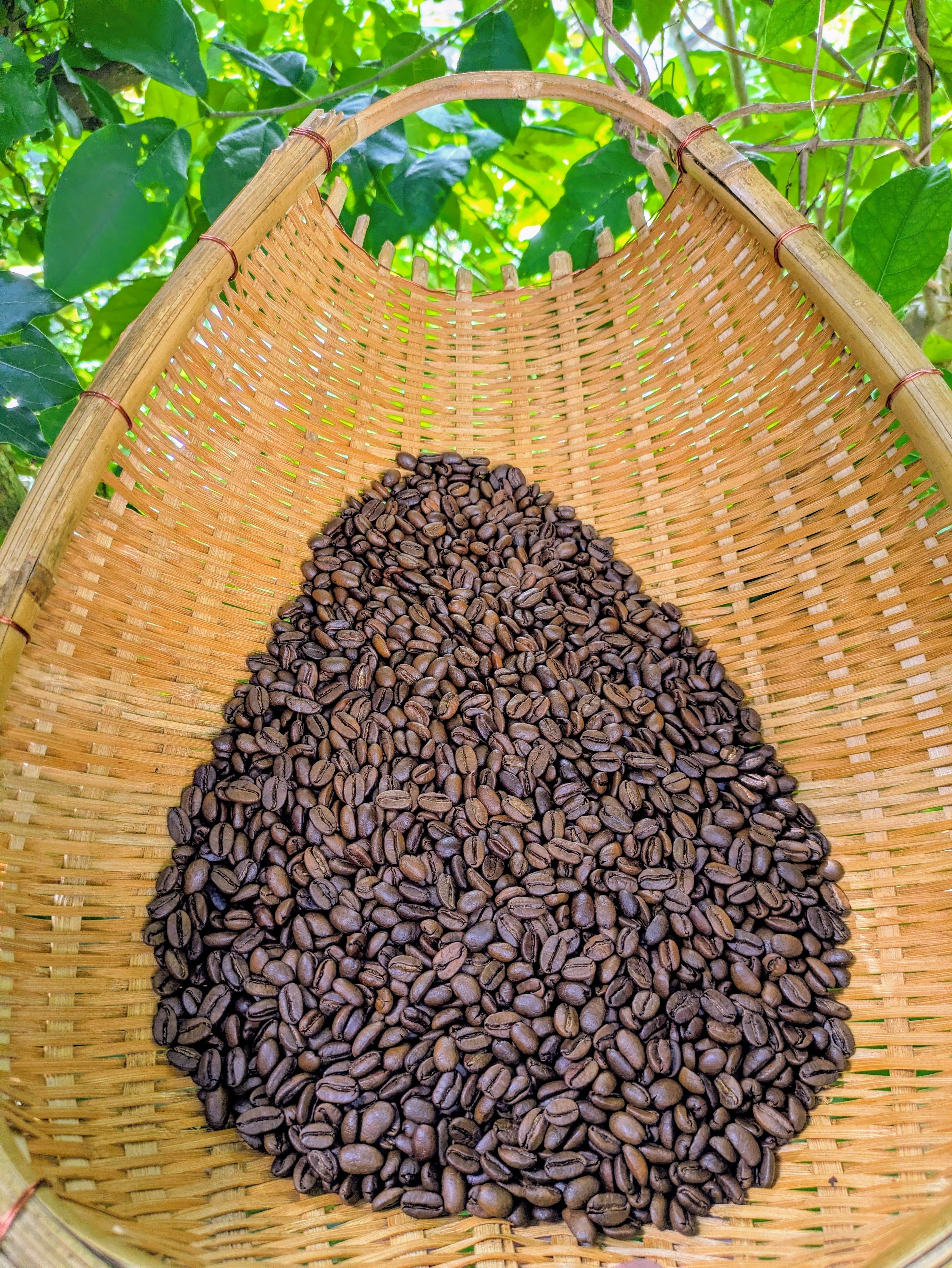 アカビ ニカラグア ジャバニカ アナエロビック（150g） | AMAGASE COFFEE