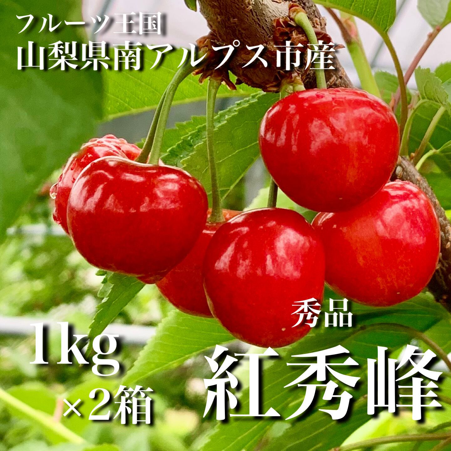 さくらんぼ《紅秀峰》1kg×2箱 | 観光農園サクランボ通り一丁目_