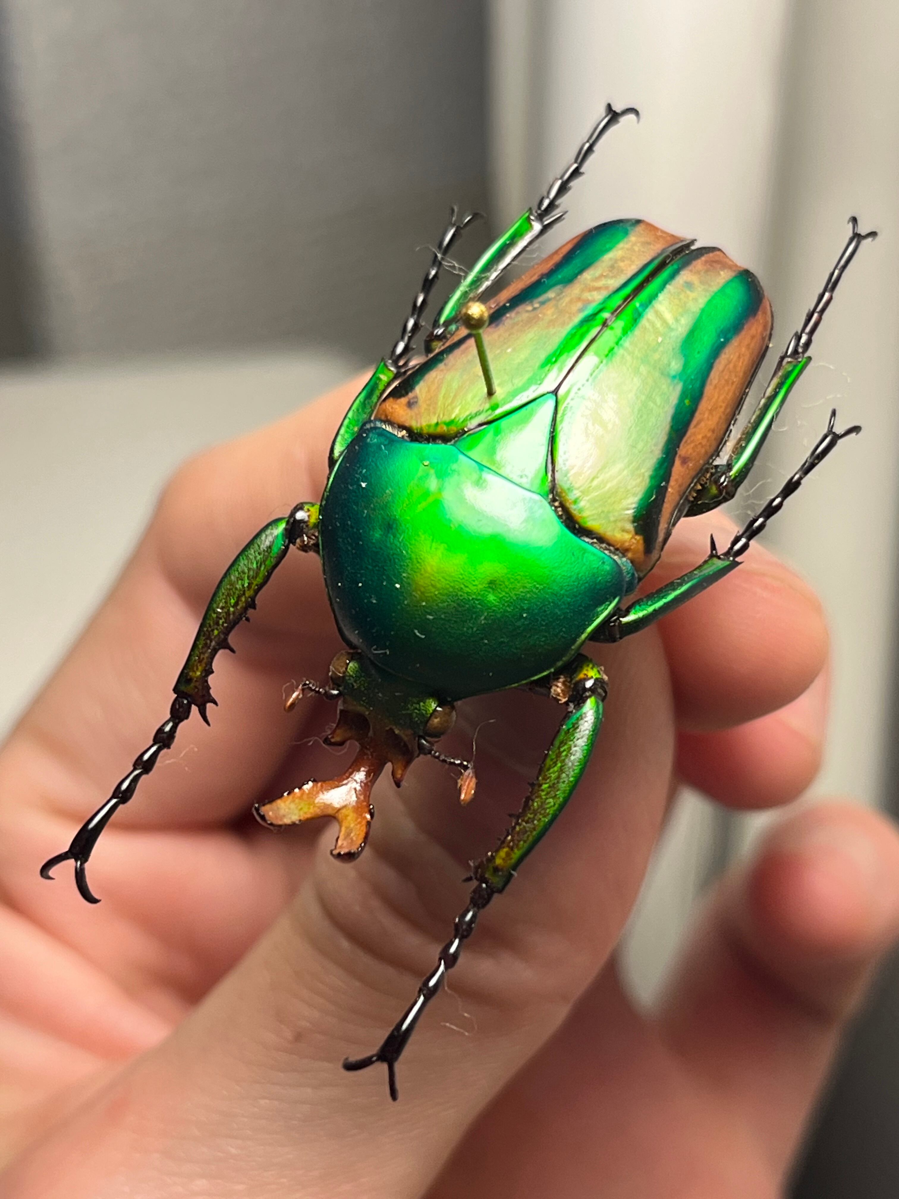 42mm♂】フロンタリスサスマタカナブン 標本 ニジイロクワガタウグイス