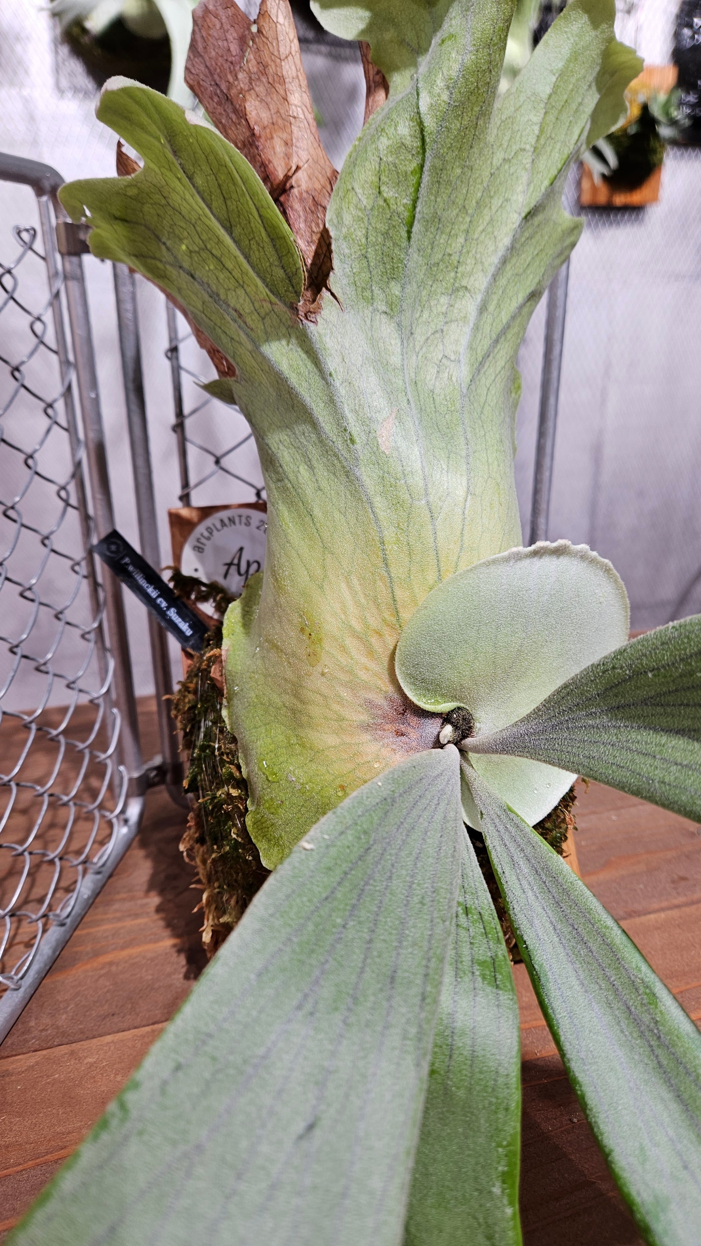 P.Willinckii cv. Laora 【artPLANTs/PLANTSGARAGE 】ビカクシダ