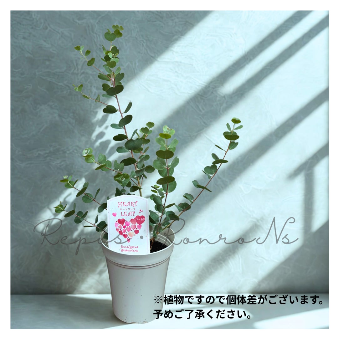 ユーカリ:ウェブステリアナ ハートリーフ(4号)希少 ユーカリ苗 シンボルツリー 耐寒性