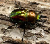 《ニジイロクワガタ 39mm ペア》