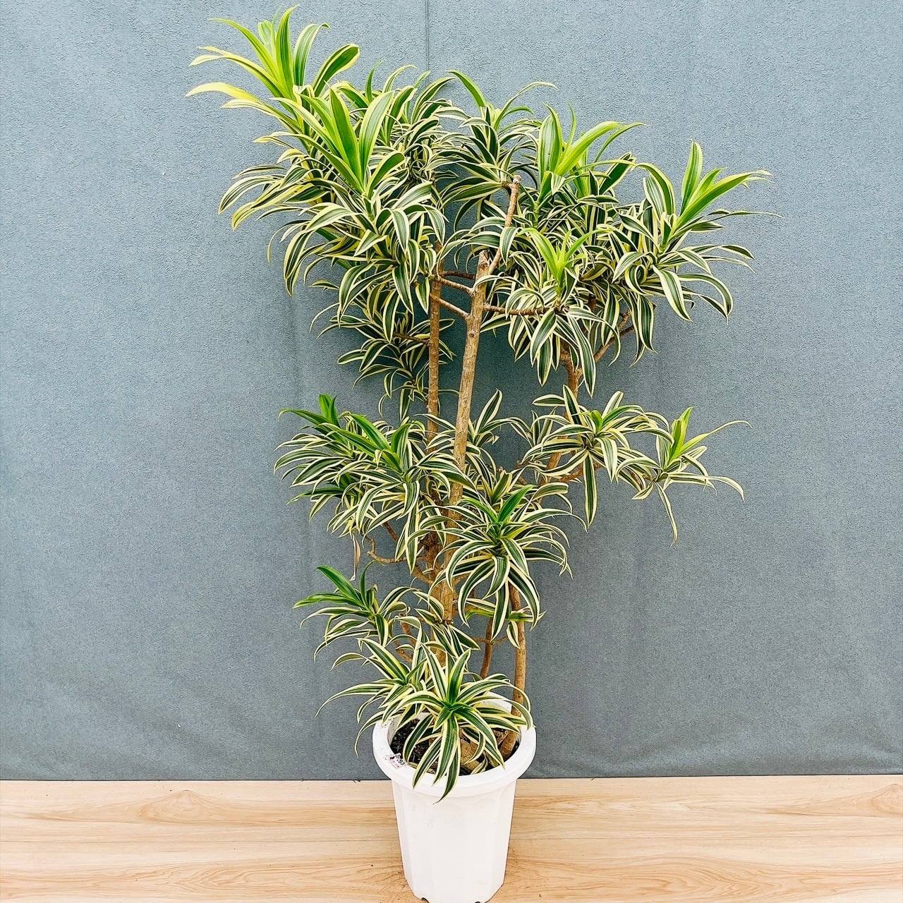 現品］A カシワバゴムノキ フィカス リラータ 曲がり 7号 観葉植物