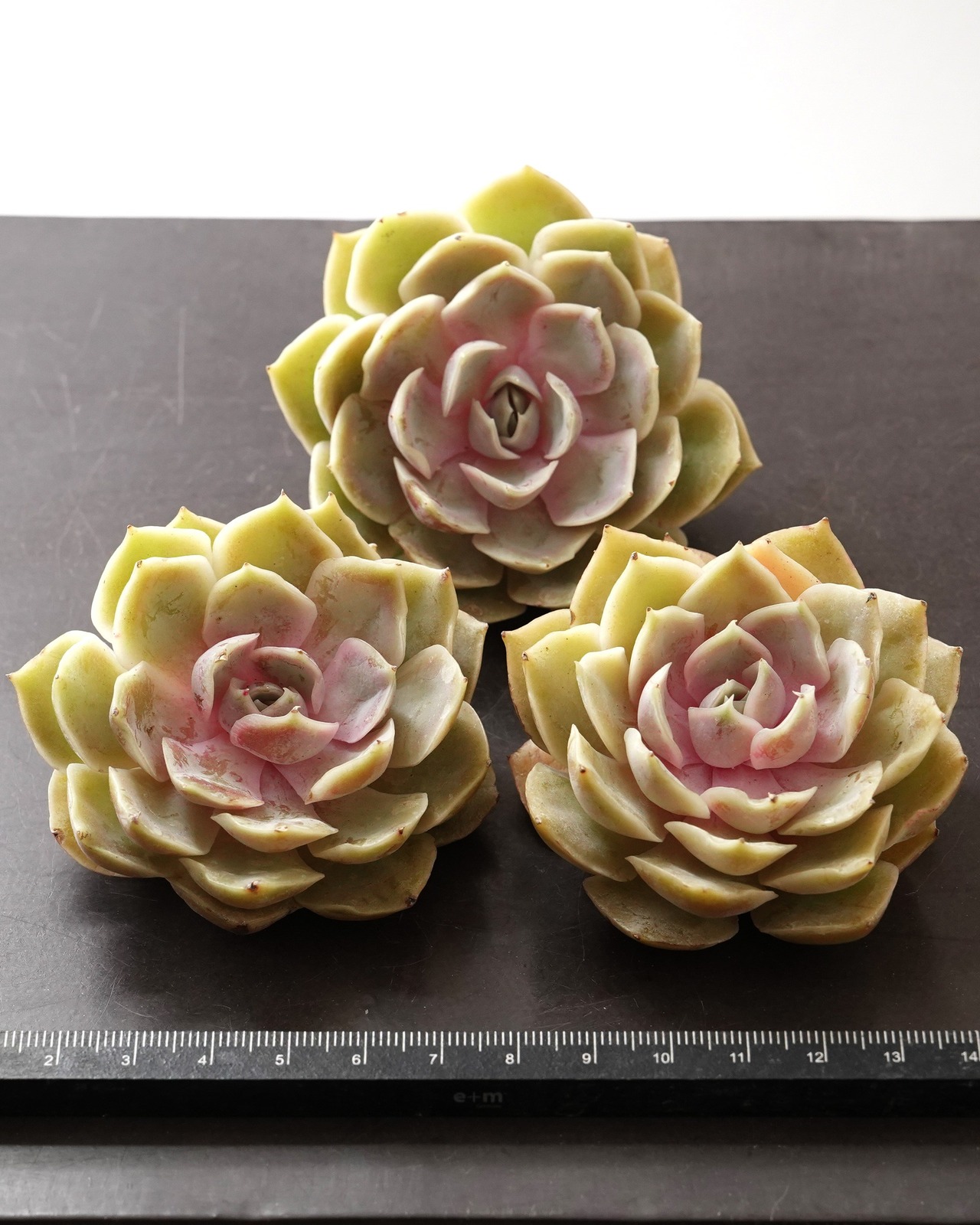 一部発根済カット苗 瑠璃月 L Echeveria 'Glazed Moon'