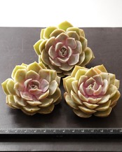 一部発根済カット苗 瑠璃月 L Echeveria 'Glazed Moon'