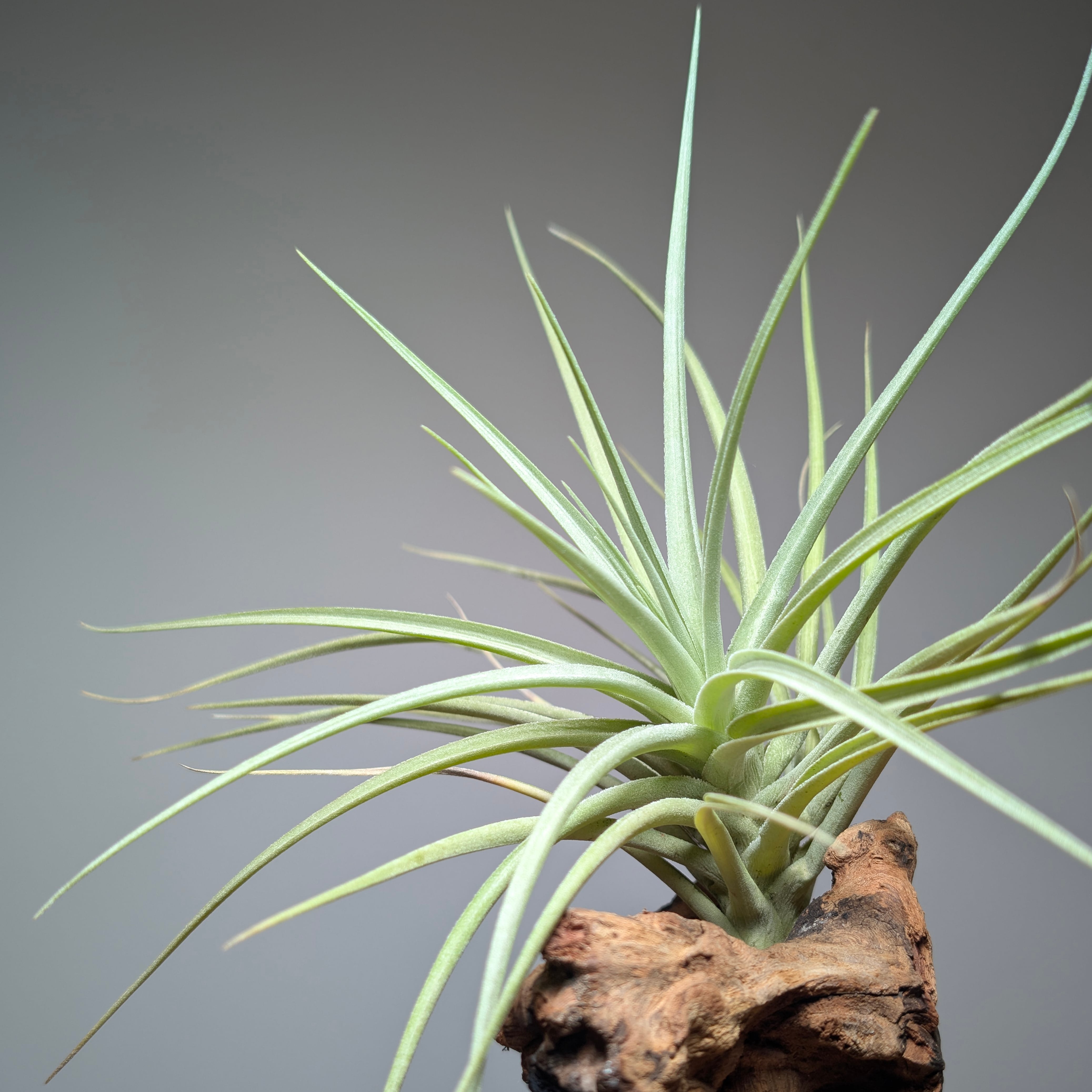 ee88f8d3007c55eee507bf89d4b6ff