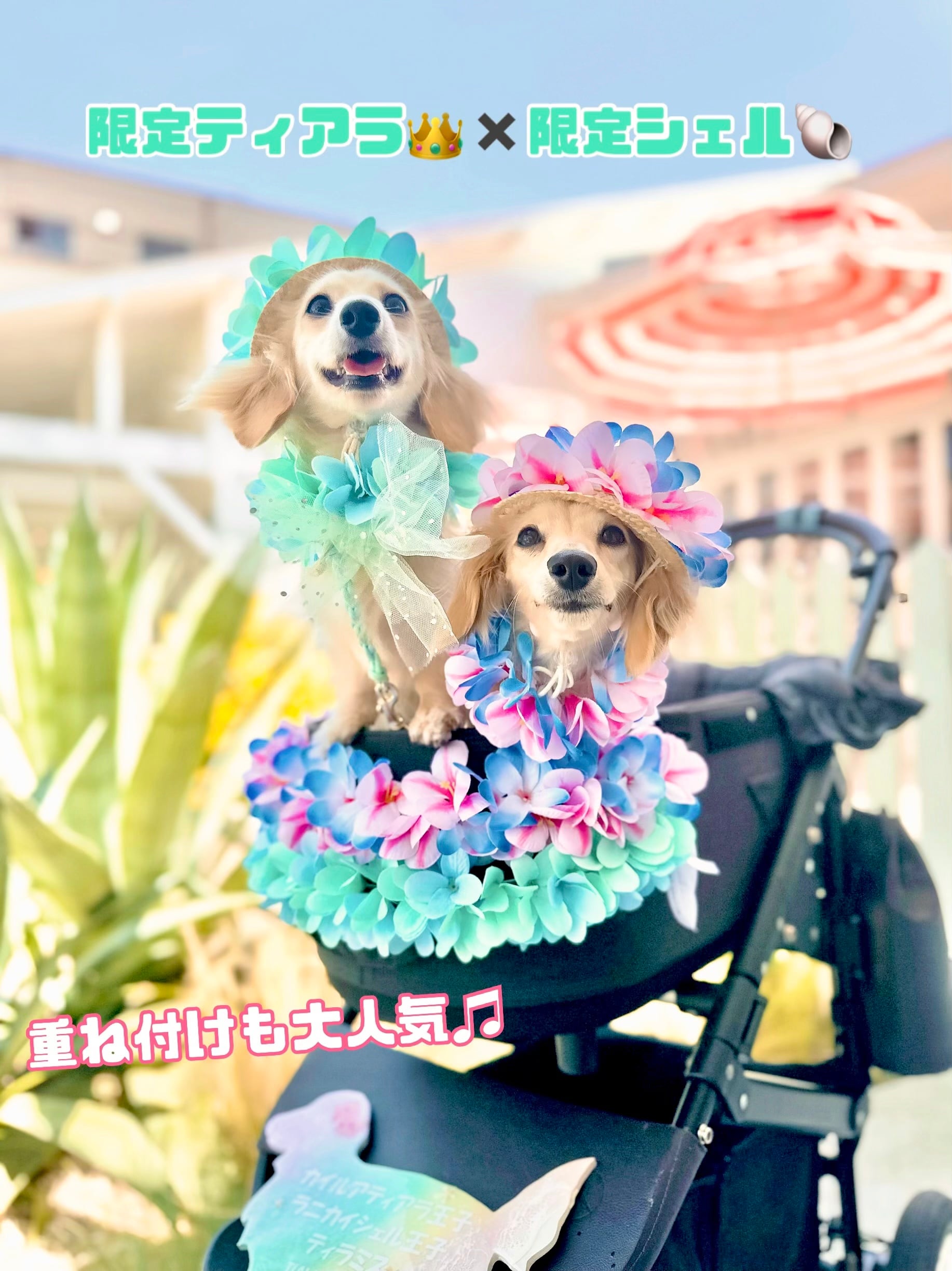 小型犬猫SS 限定ティアラ