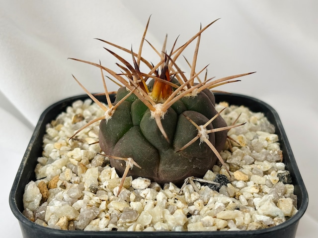 Gymnocalycium mazanense　ギムノカリキウム　守金魔天竜　サボテン