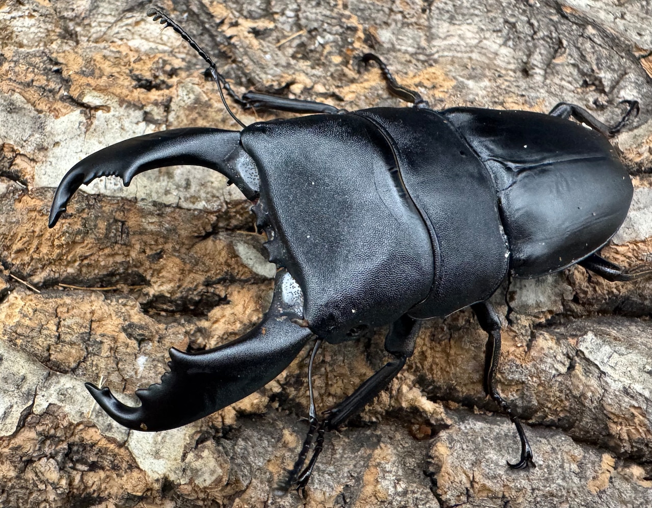 【WD】《西ペレンオオヒラタ(スラウェシオオヒラタクワガタ) 88.5mm ペア》