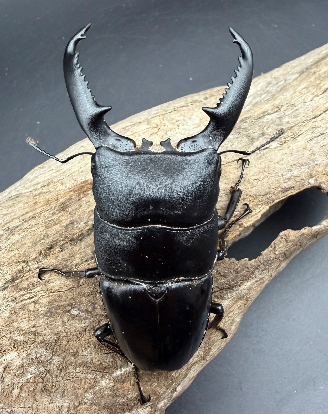 【WD】《パラワンオオヒラタ ガントン産 94.5mm ペア》