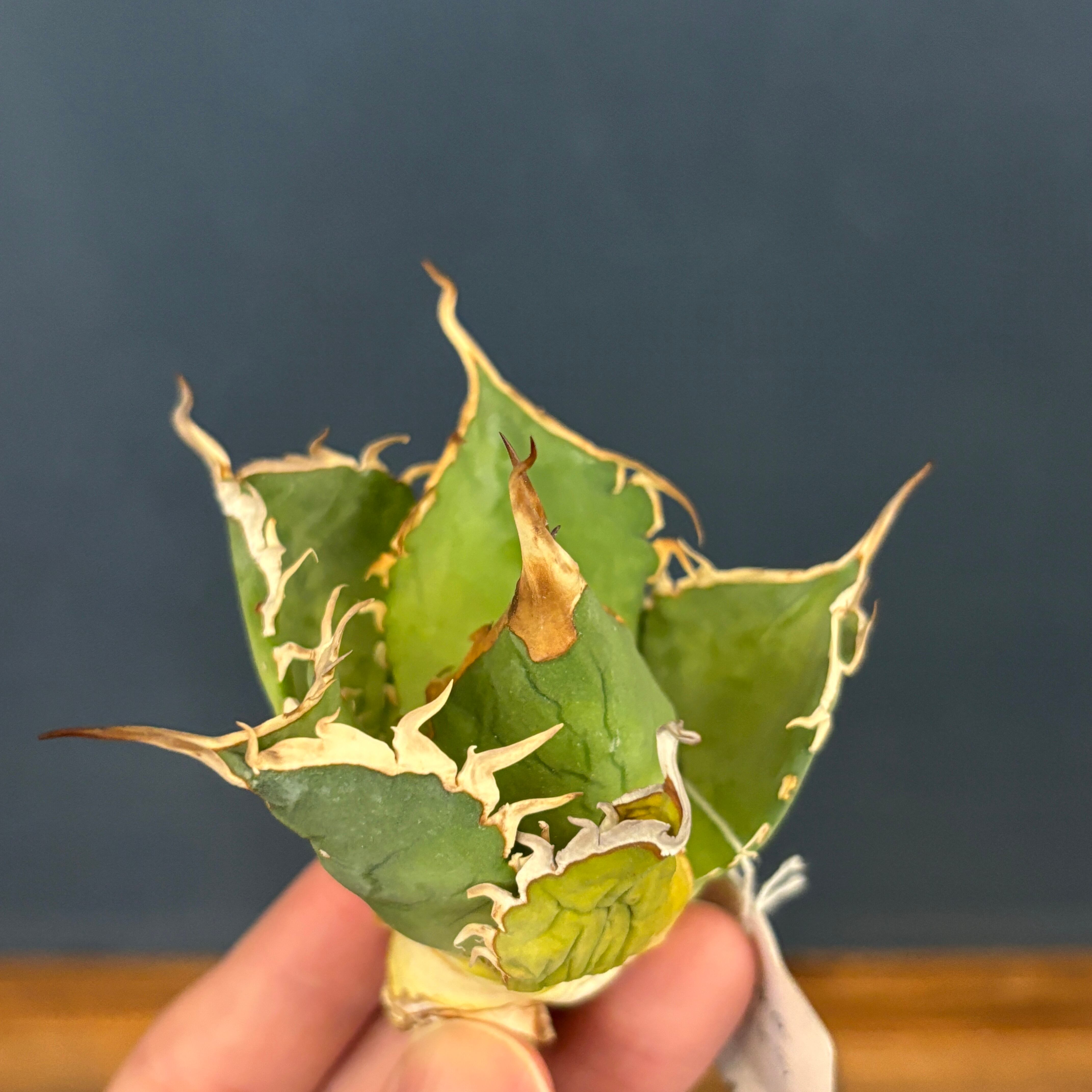 Agave elytra イランアガベ　Reza産　アガベ　エリトラ 🇮🇷イラン産 アガベ REZA 希少agave titanota ELYTRA アガベ チタノタ