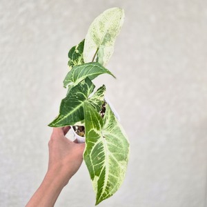 《シンゴニウム バーティック バリエガータ》Syngonium Bitik Variegated  観葉植物 斑入り ポット発送
