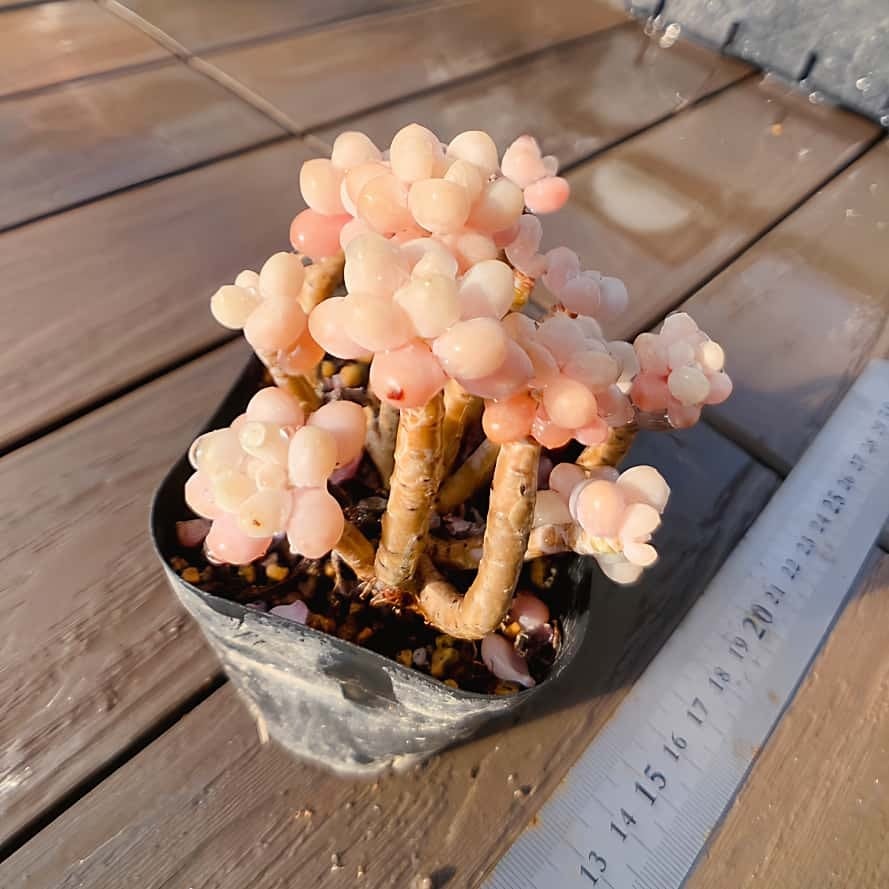エケベリア 多肉植物 - エケベリア24個 Yahoo!オークション 海外多肉第