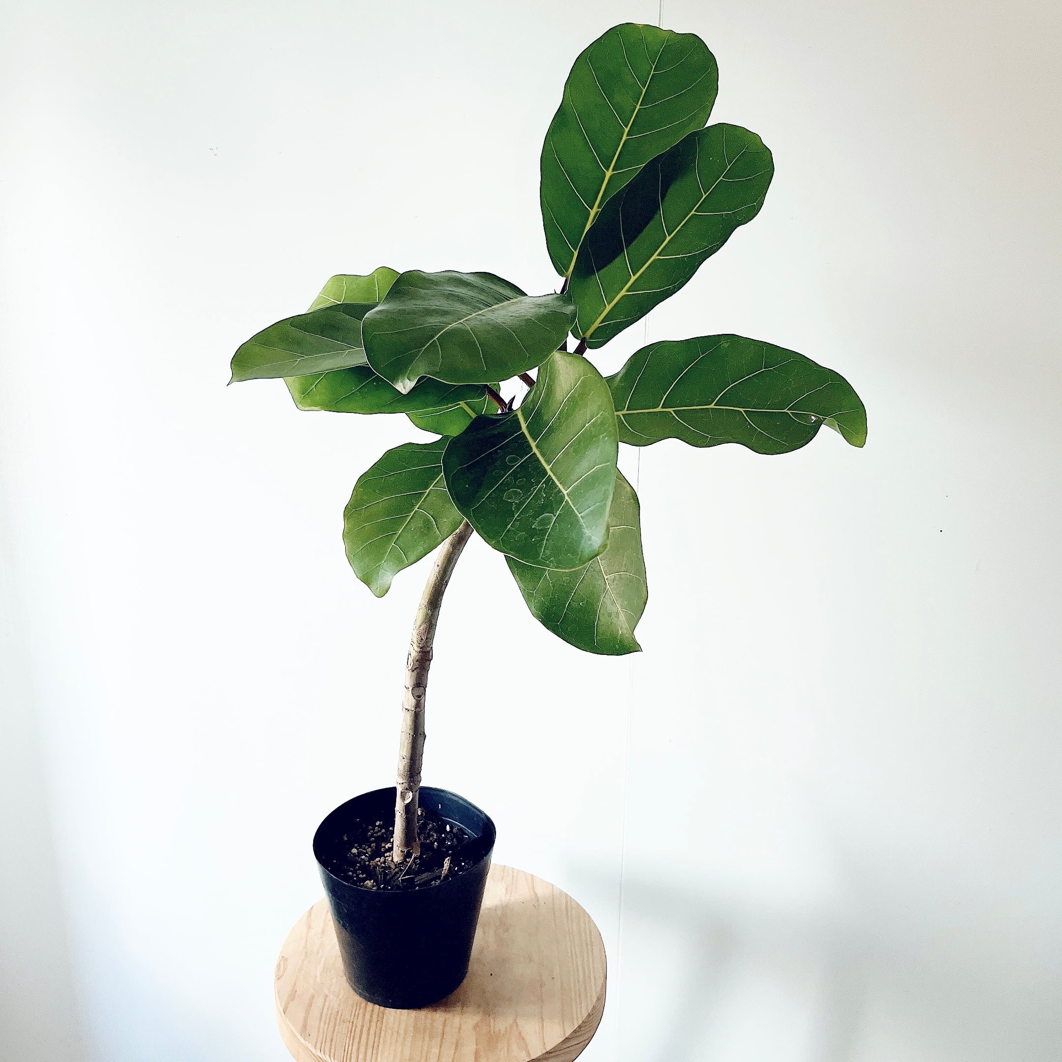 人気》フィッシュボーンカクタス ハンギング 観葉植物 calm cafe