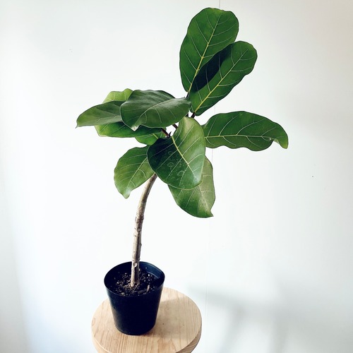 希少種 フィカス アフリカンプリンス フィカス トリコポタ 5号鉢 観葉植物
