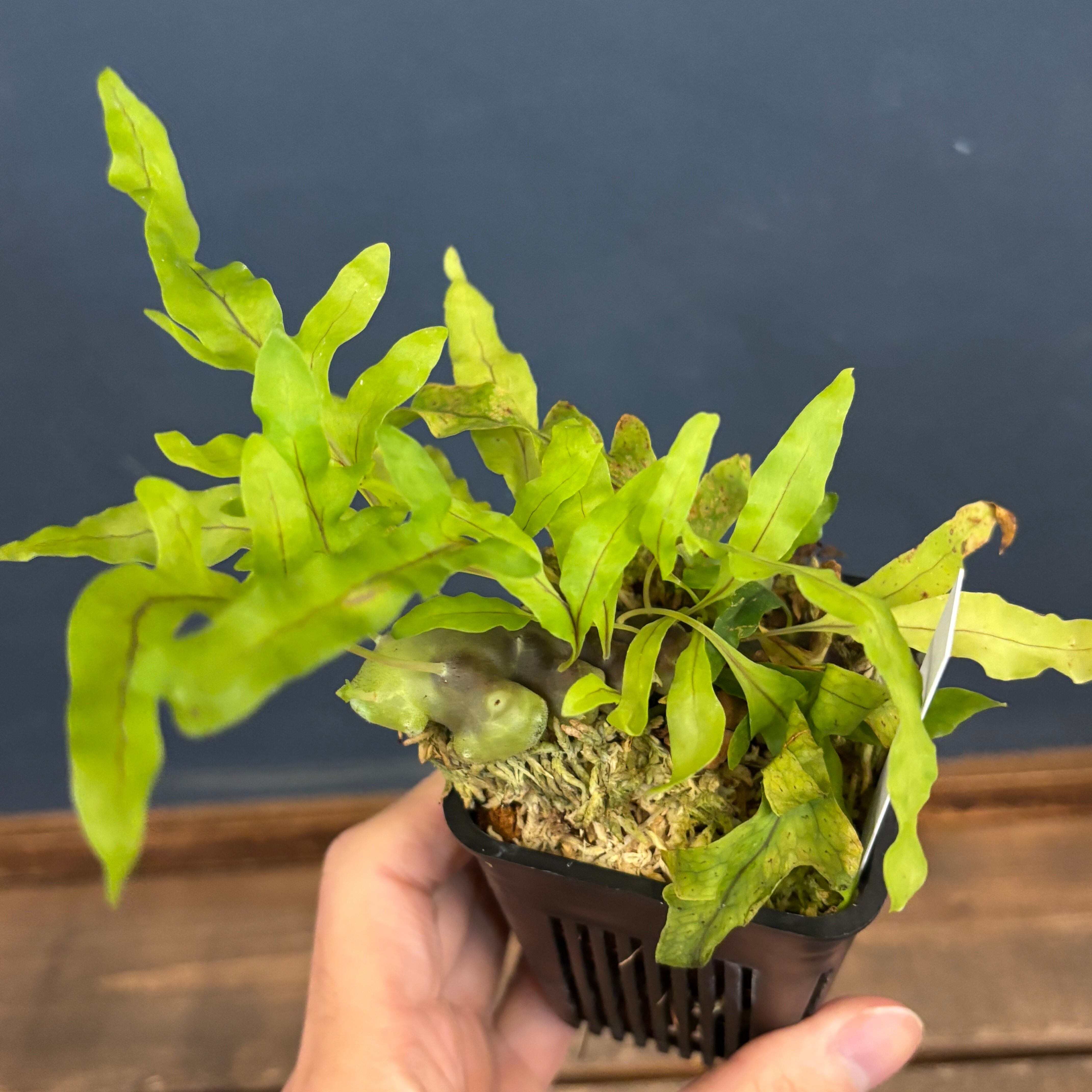 PROTOLEAF プロトリーフ