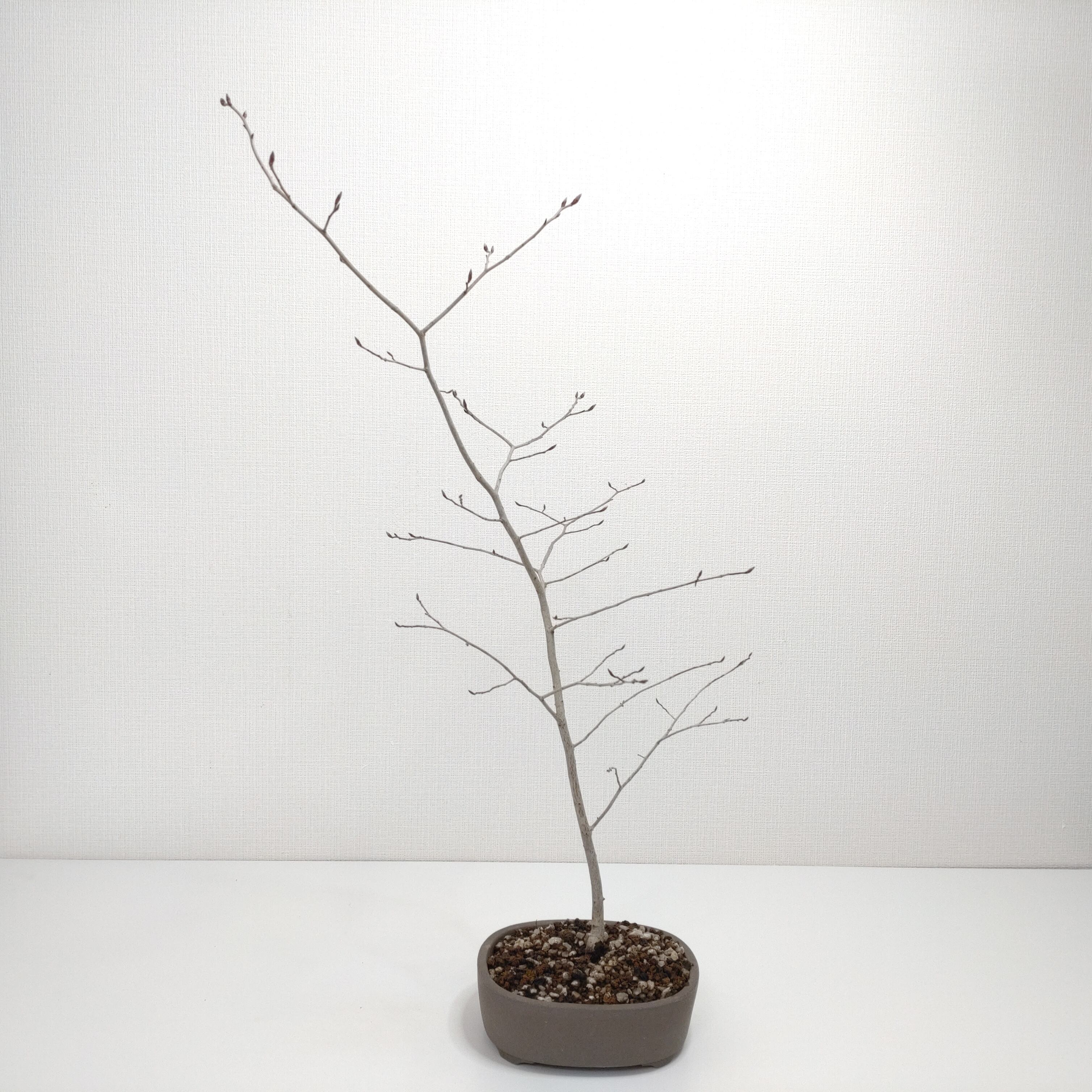 ヤマコウバシ盆栽 S019 | 盆栽創【Bonsaisou】