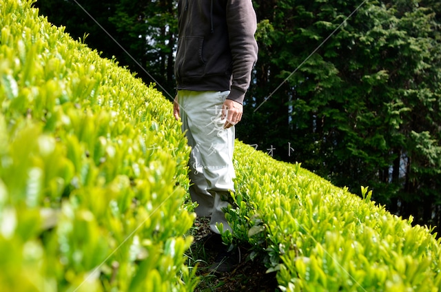 114 茶農家と山の新芽茶畑