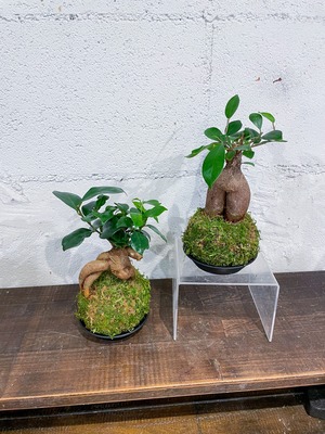ガジュマルの苔玉