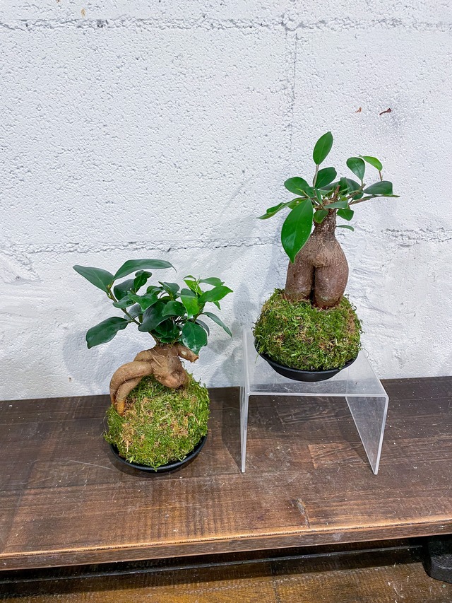 ガジュマルの苔玉