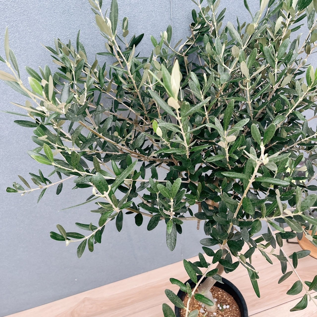 現品］H 創樹 オリーブ ルッカ 8号 観葉植物 大型 屋外 オリーブの木