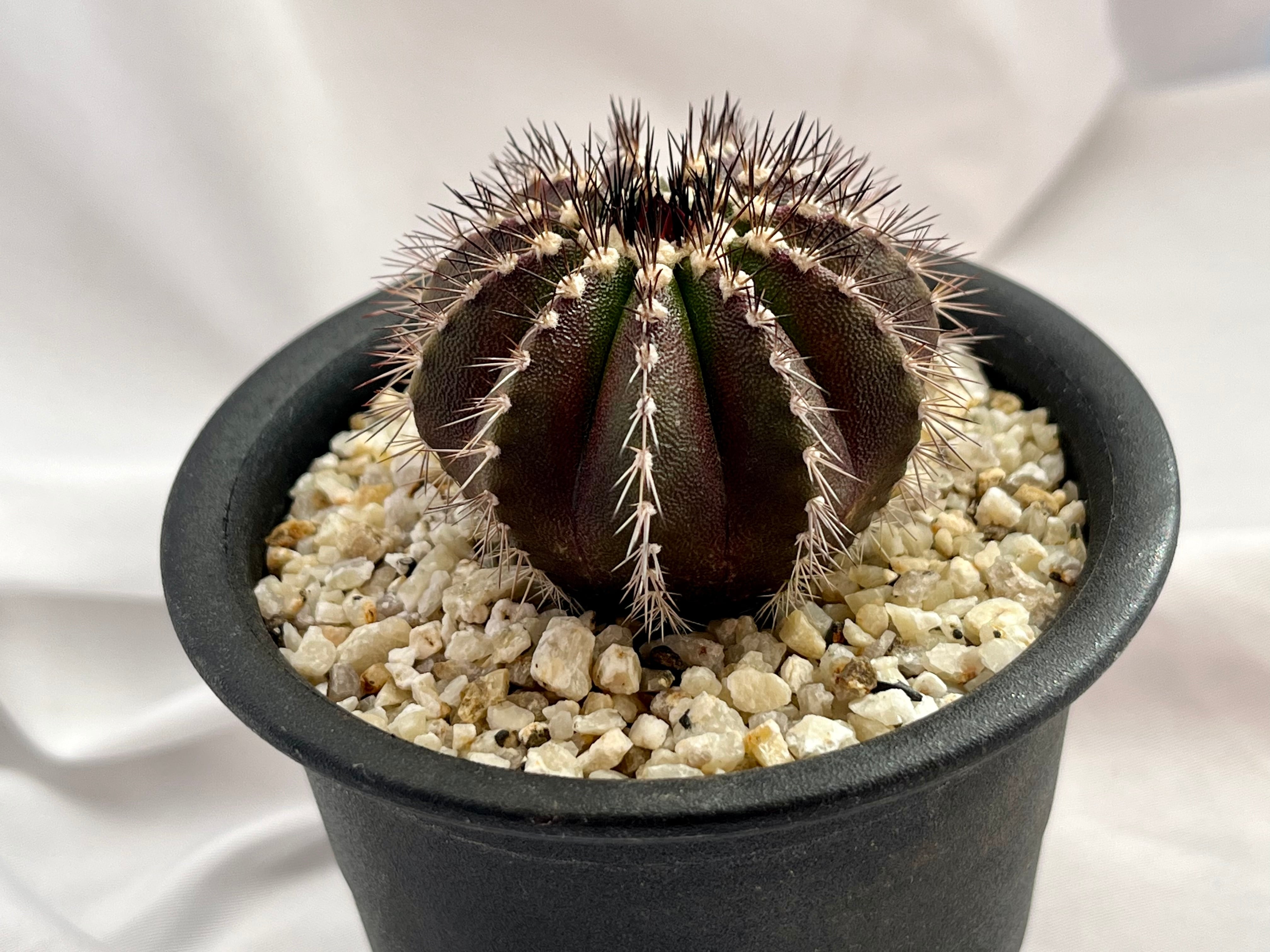 Uebelmmania pectinifera ユーベルマニア・ペクチニフェラ サボテン