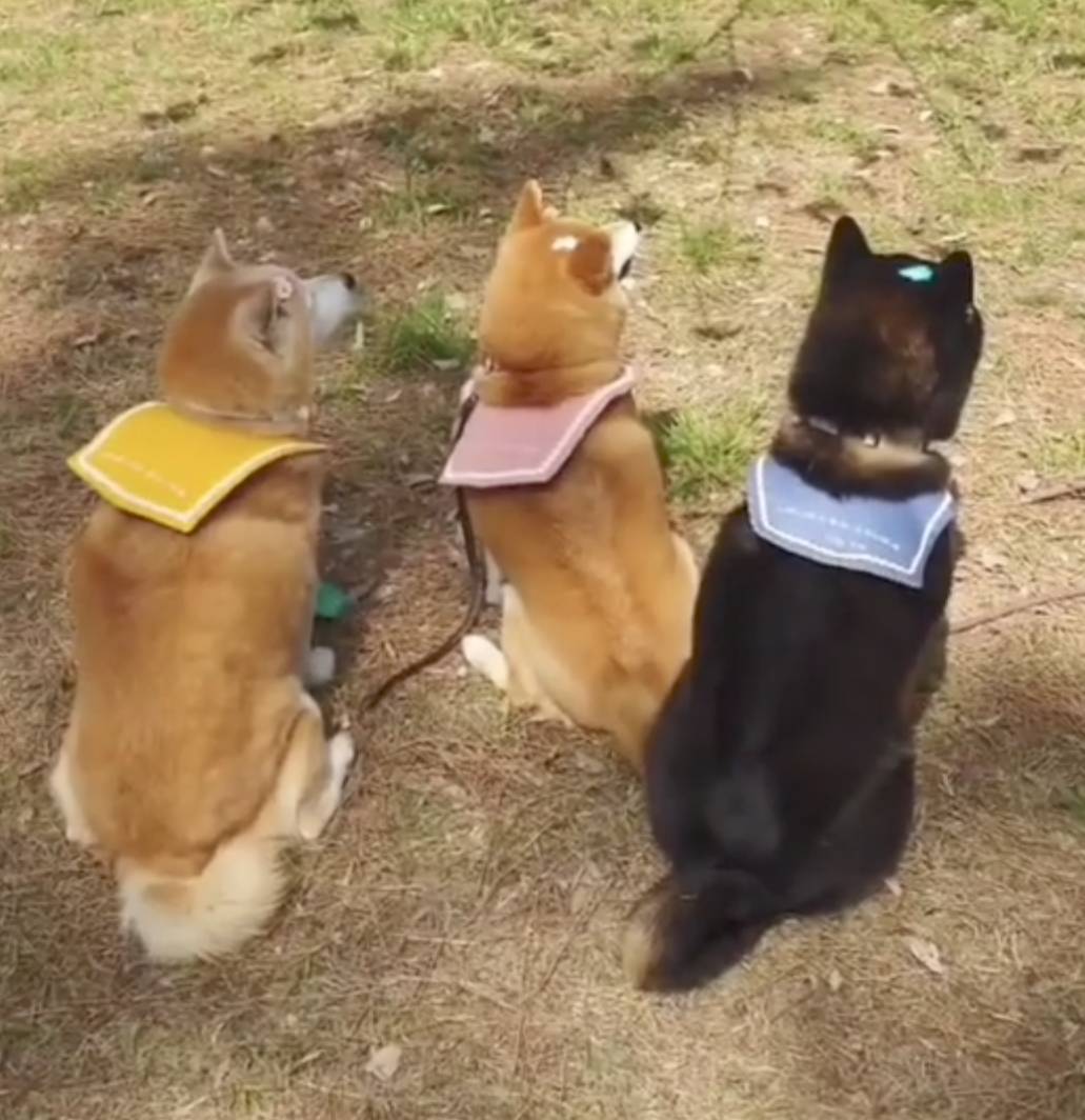 セーラーカラー お名前刺繍入り 可愛いセーラー服型スタイ 犬用付け襟