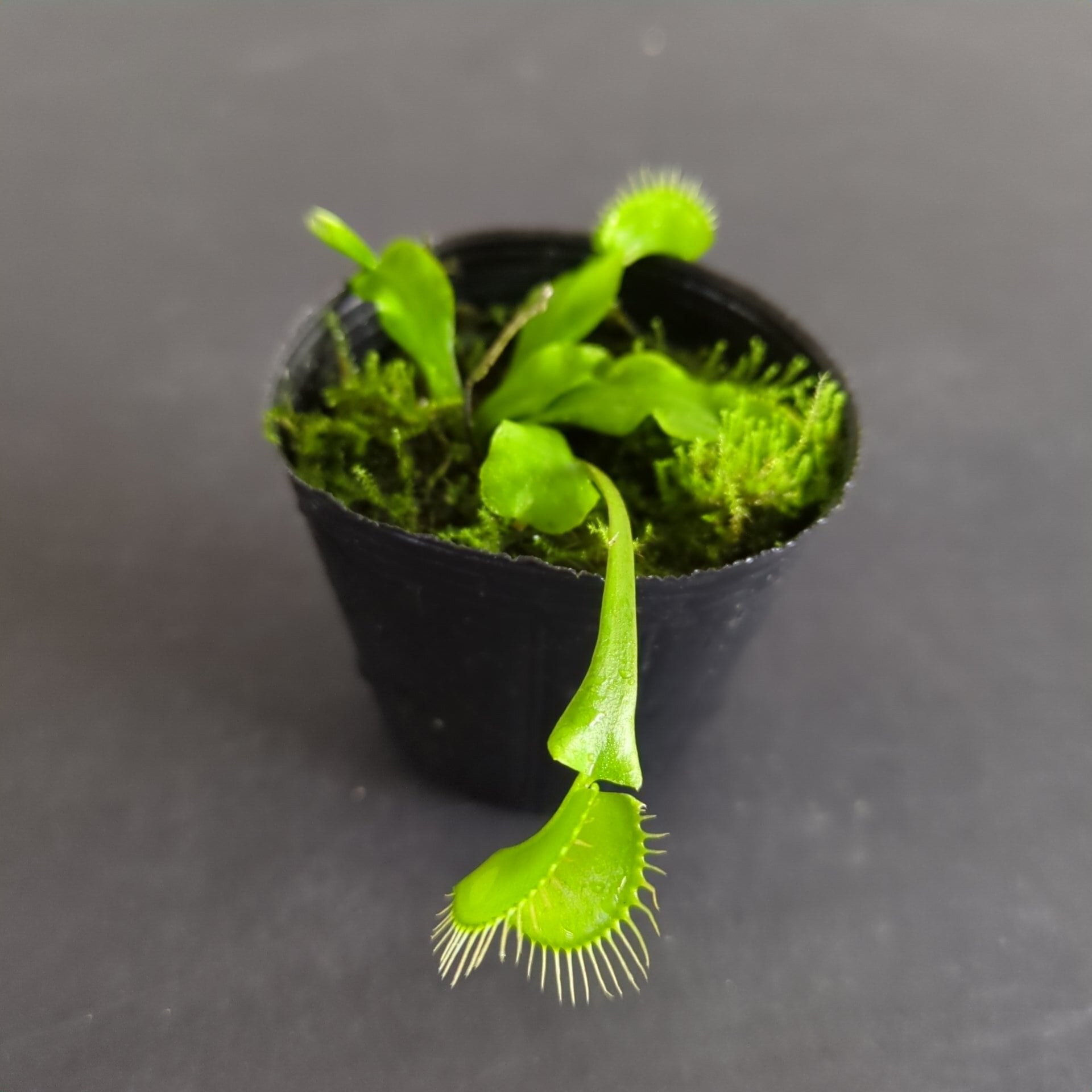 ハエトリソウ 'Holand Hybrid'【食虫植物】 苔テラリウム作製用素材