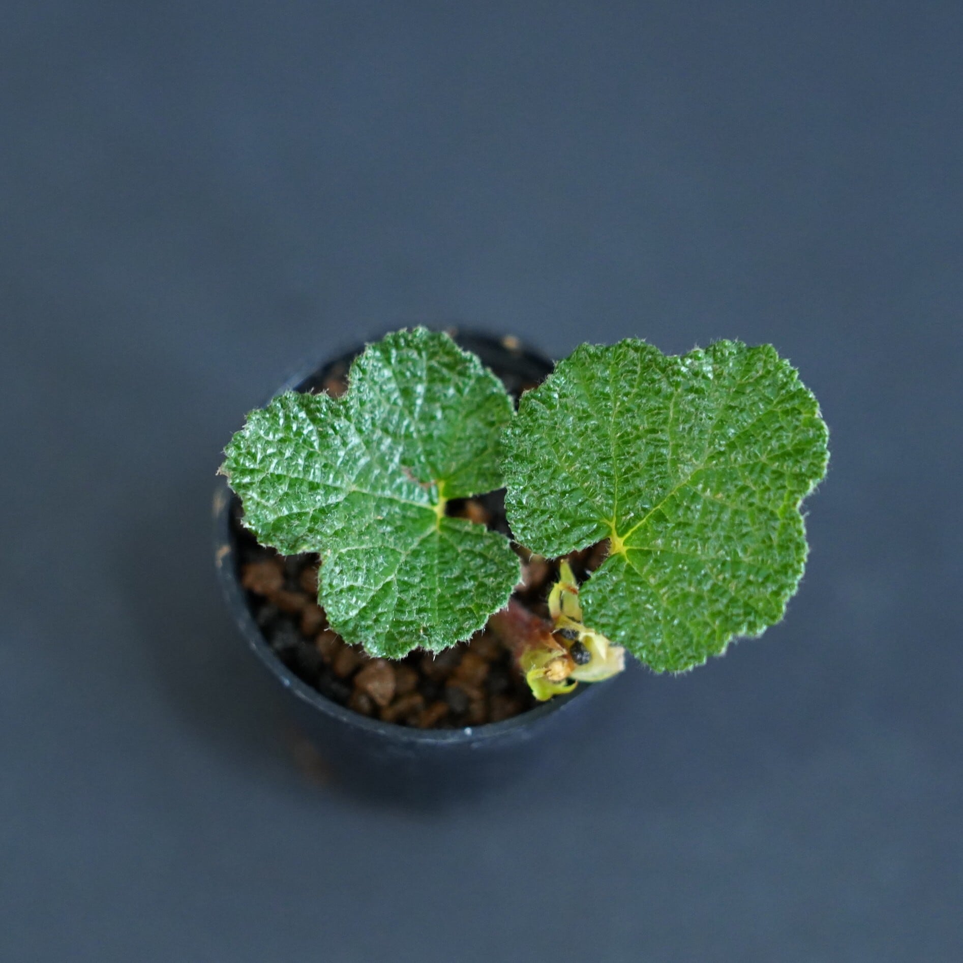 コバノフユイチゴ Rubus pectinellus Maxim. 苔テラリウム作製用素材