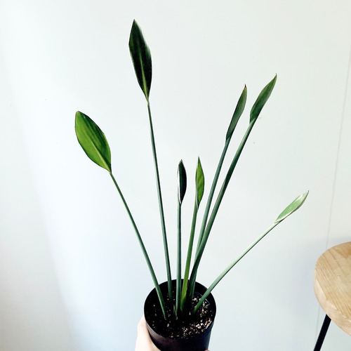 《希少》ノンリーフ ストレリチア ユンケア 観葉植物 calm cafe 室内