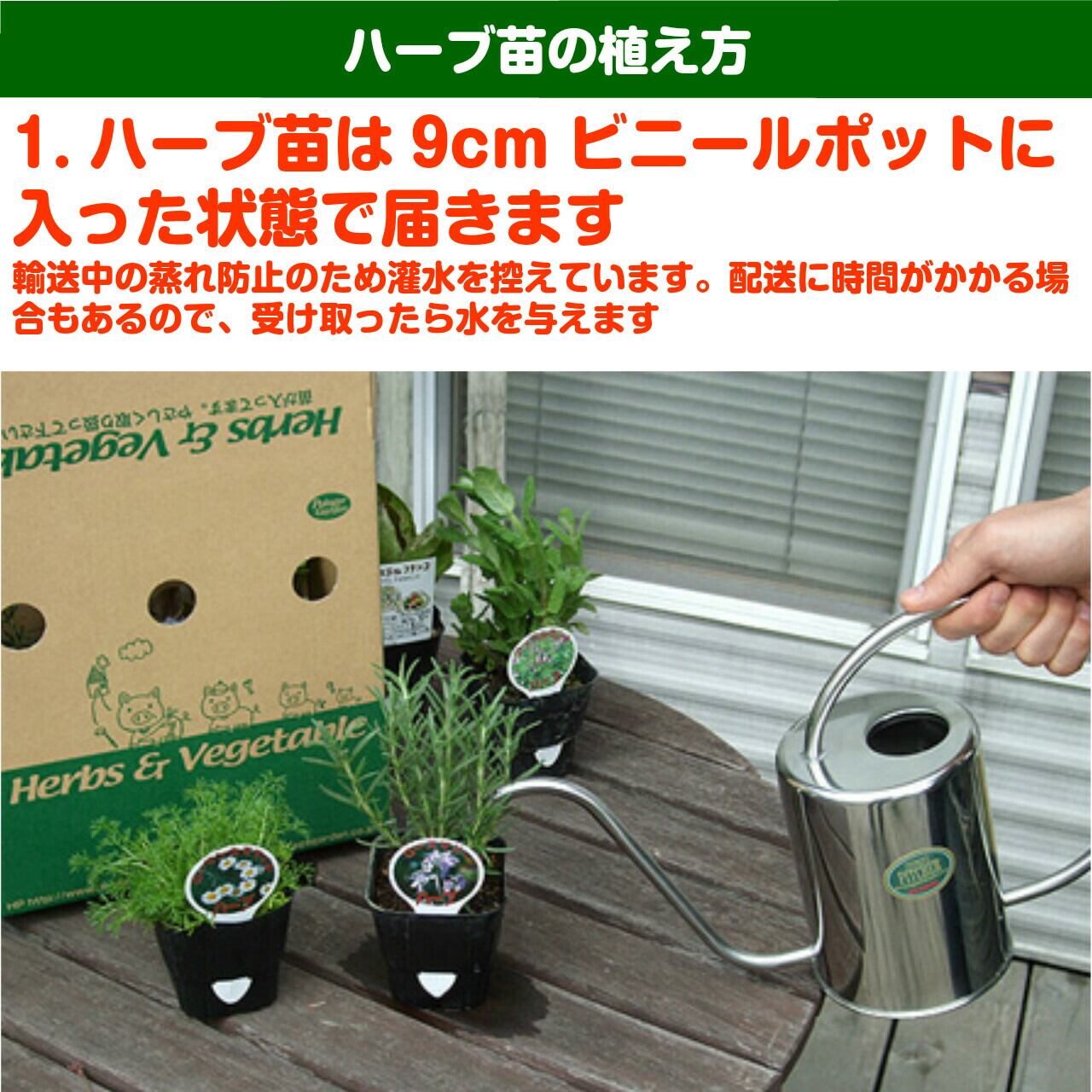 チコリ　カステルフランコ　苗5株 楽天市場】【本日P2倍】 野菜 苗 カステルフランコ（ハーブティー 栽培