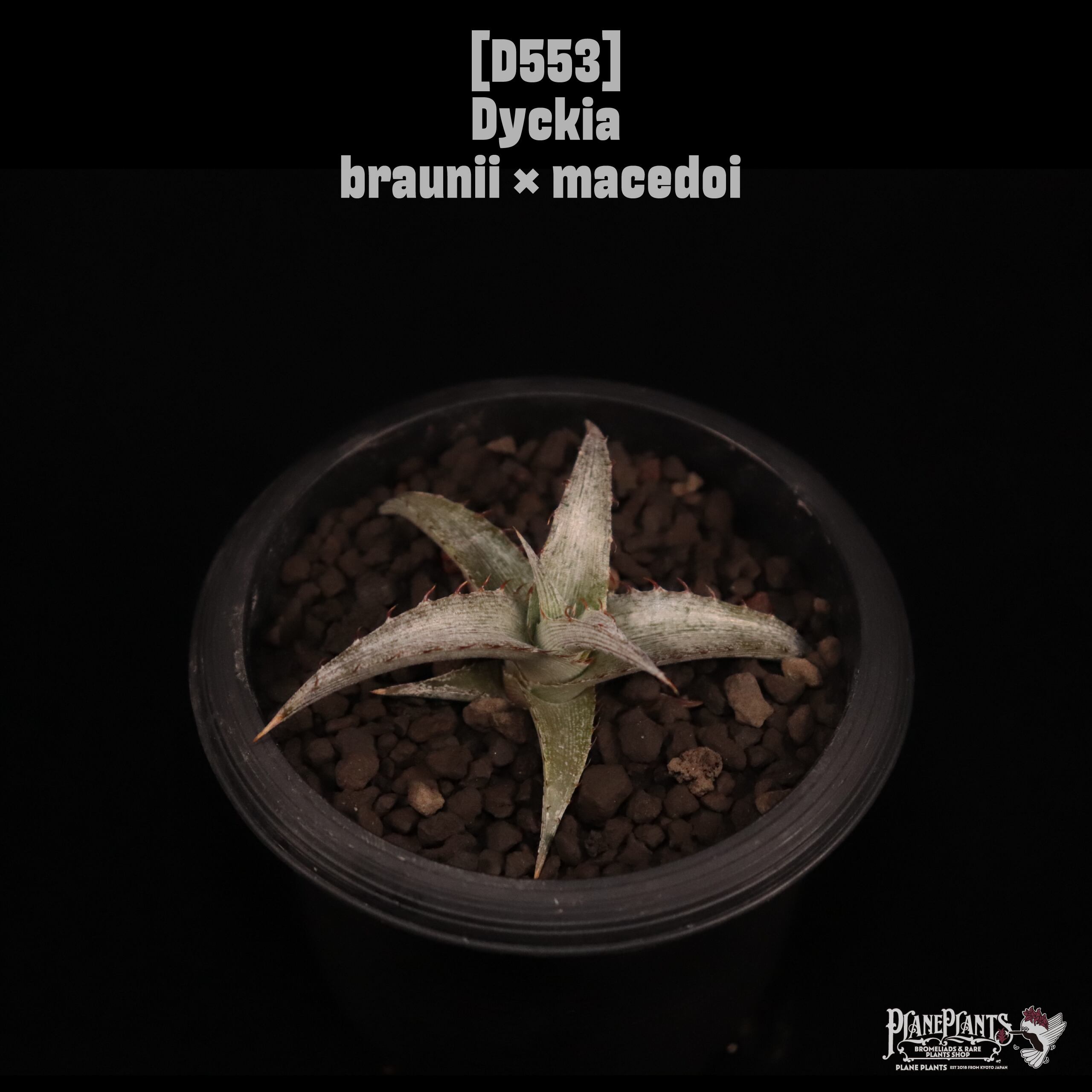 【送料無料】Dyckia braunii × macedoi〔ディッキア〕現品発送D553