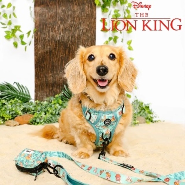 【THE LION KING】ご予約分