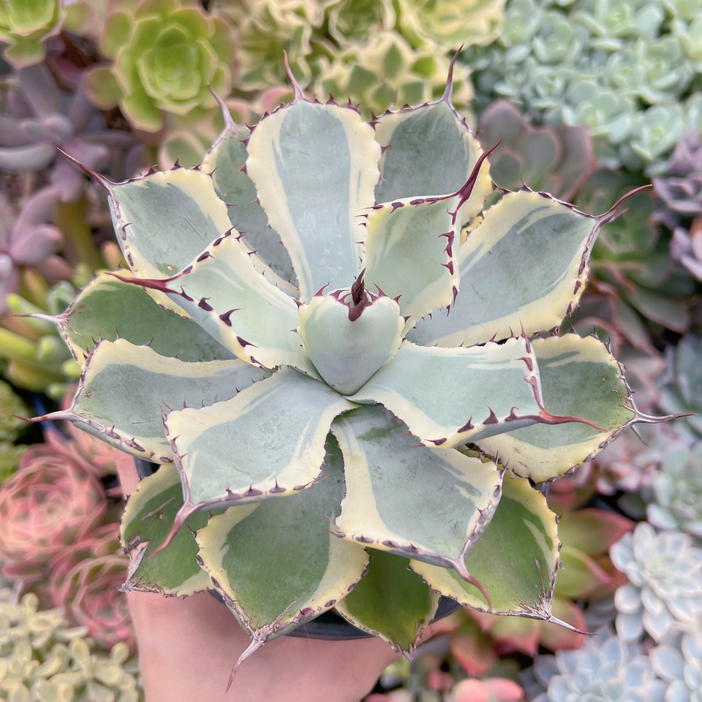 多肉植物　吉祥冠錦　抜き苗　特大苗 ee9723986c75cc4ac56c9358c1f88c