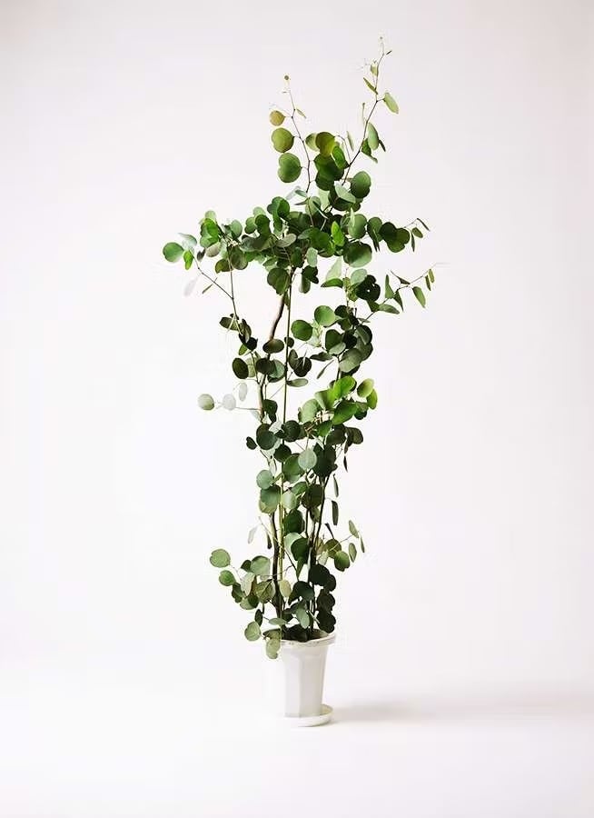 観葉植物 ドラセナ コンシンネ レインボー 8号 | CAgarden