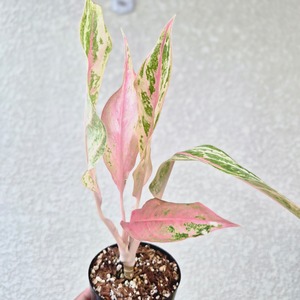 《Aglaonema Aladin》アグラオネマ アラジン　ピンク　 観葉植物 ／ポット発送