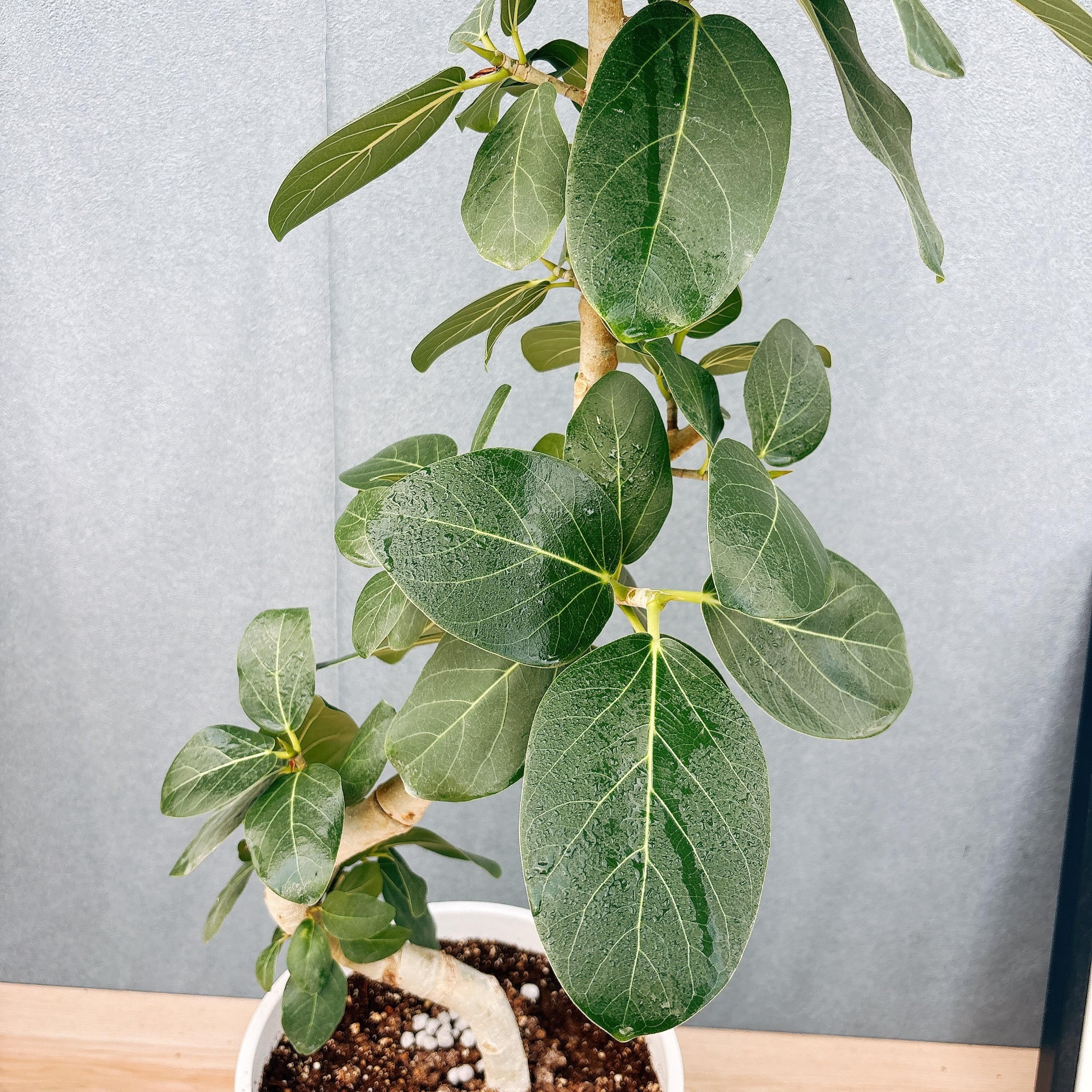 現品］99番 フィカス ベンガレンシス 曲がり 8号 観葉植物 室内 大型