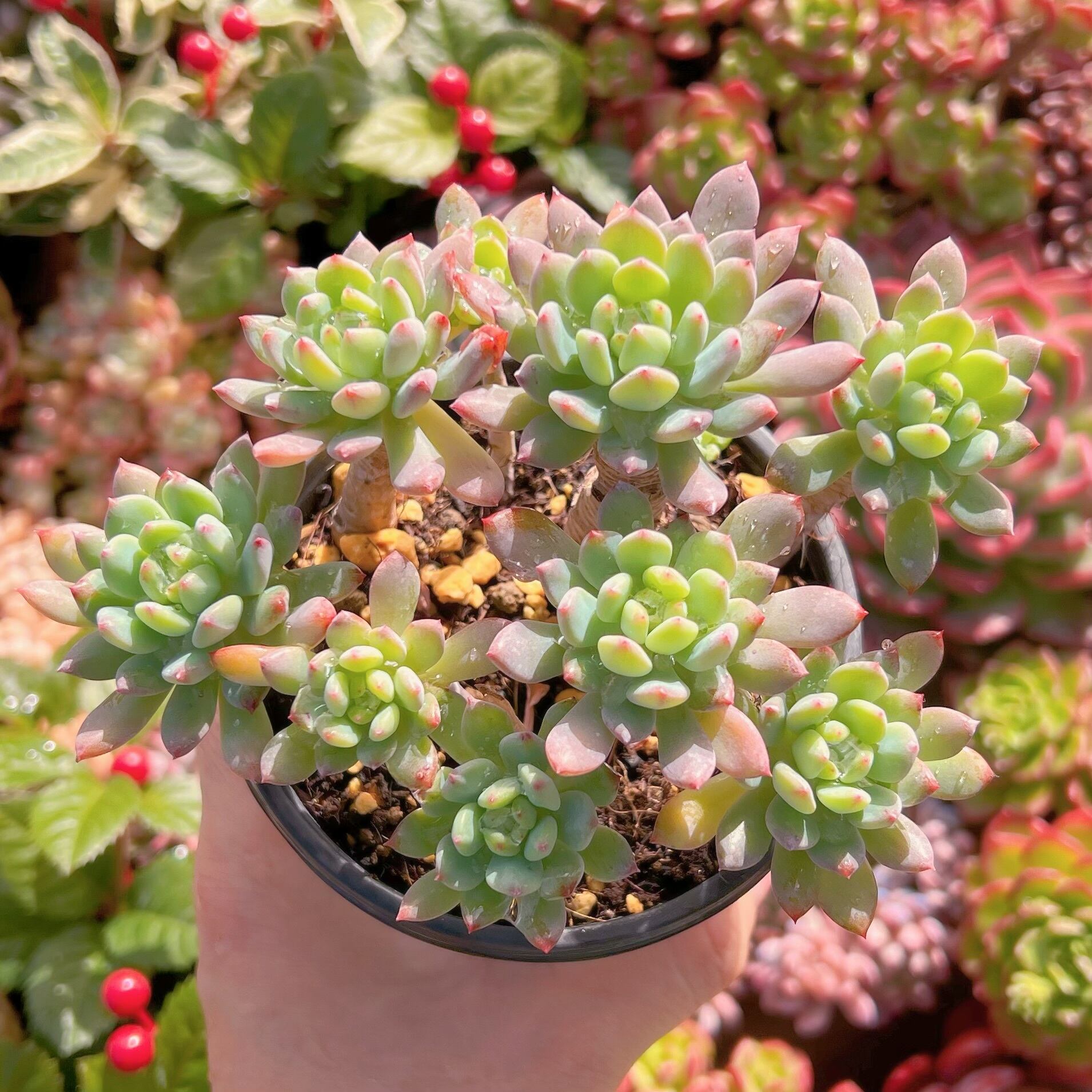 現品　ブルーエルフ#031   大群生　古株　るる農園